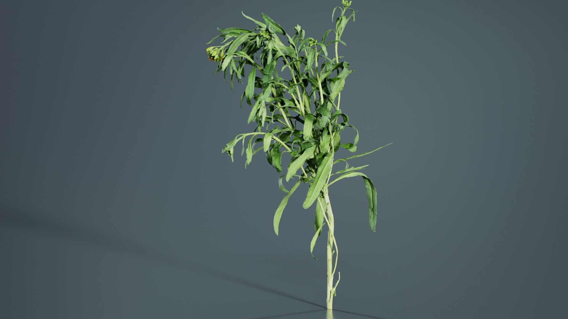 Aegean Garden Wallflower Erysimum Cheiri Low-poly 3D model_3