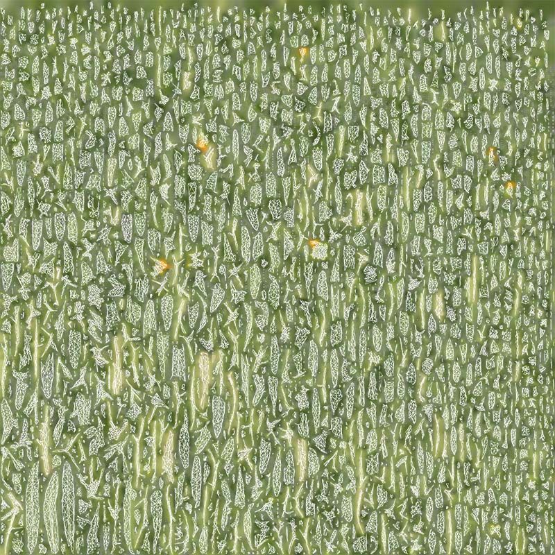 Aegean Garden Wallflower Erysimum Cheiri Low-poly 3D model_14