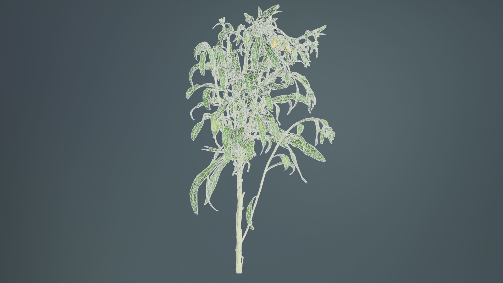 Aegean Garden Wallflower Erysimum Cheiri Low-poly 3D model_9