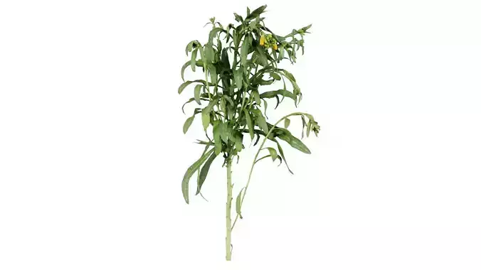 Aegean Garden Wallflower Erysimum Cheiri Low-poly 3D model Aegean Garden Wallflower Erysimum Cheiri Low-poly 3D model