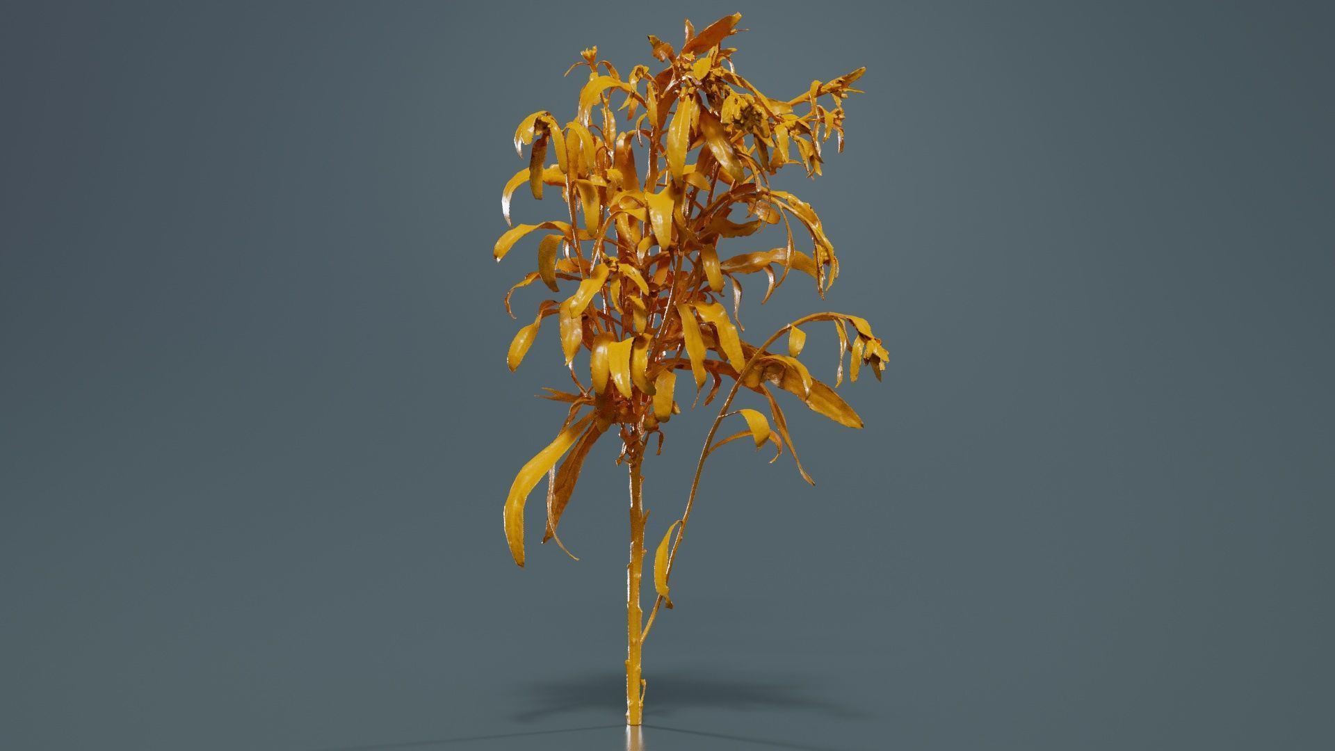 Aegean Garden Wallflower Erysimum Cheiri Low-poly 3D model_12