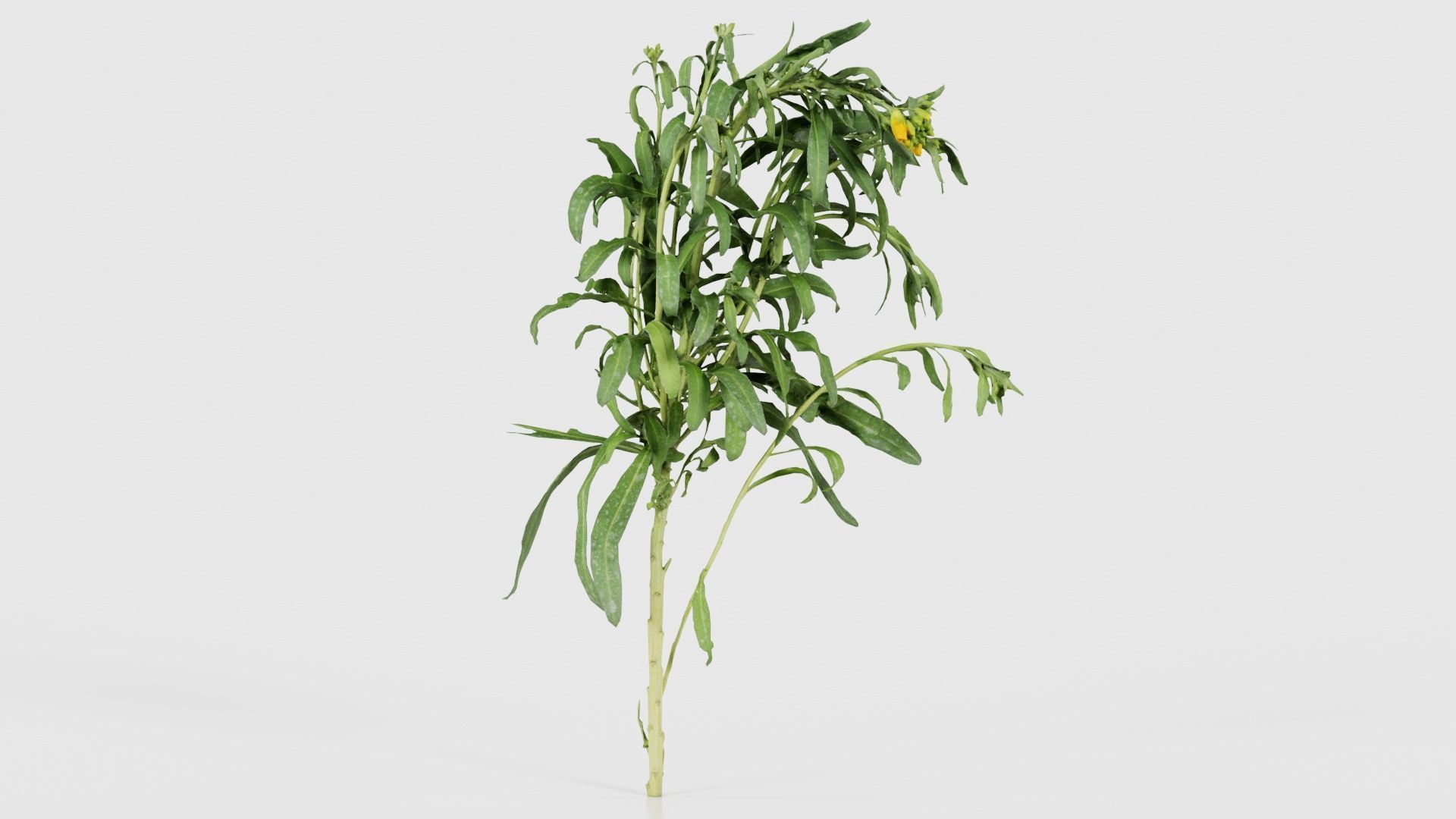 Aegean Garden Wallflower Erysimum Cheiri Low-poly 3D model_16