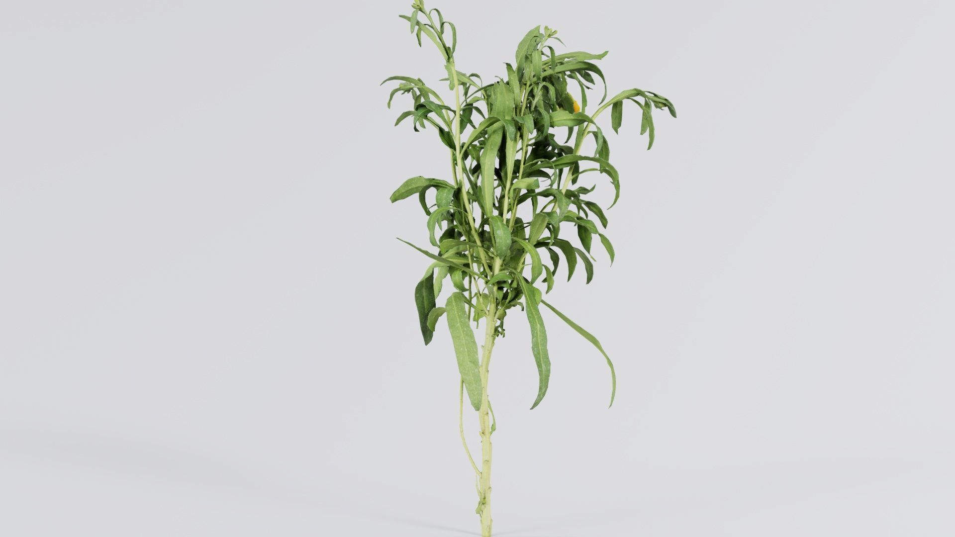 Aegean Garden Wallflower Erysimum Cheiri Low-poly 3D model_6