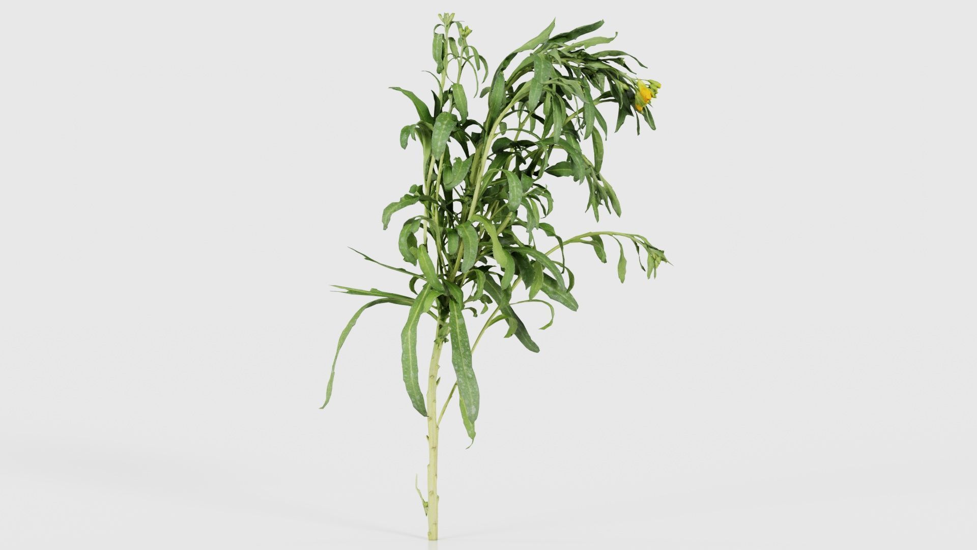 Aegean Garden Wallflower Erysimum Cheiri Low-poly 3D model_17