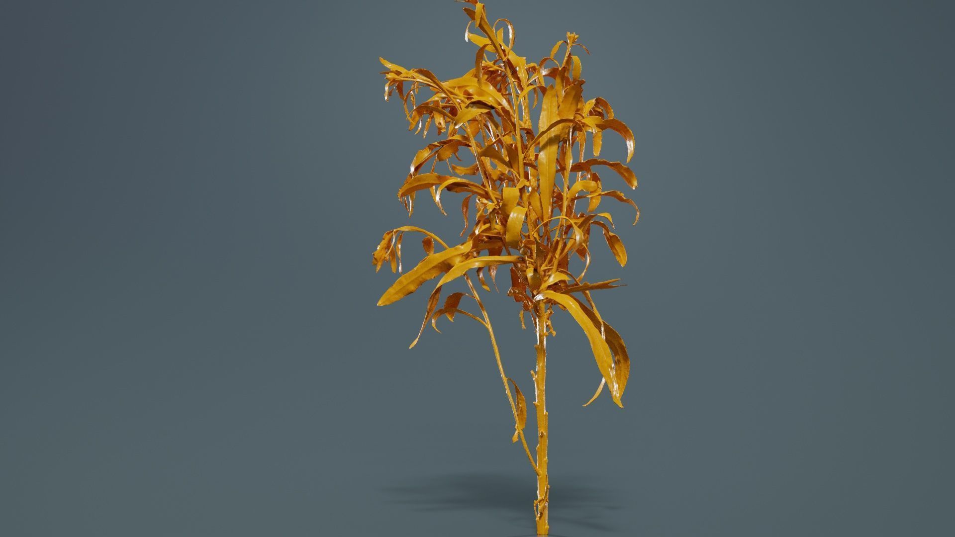 Aegean Garden Wallflower Erysimum Cheiri Low-poly 3D model_13