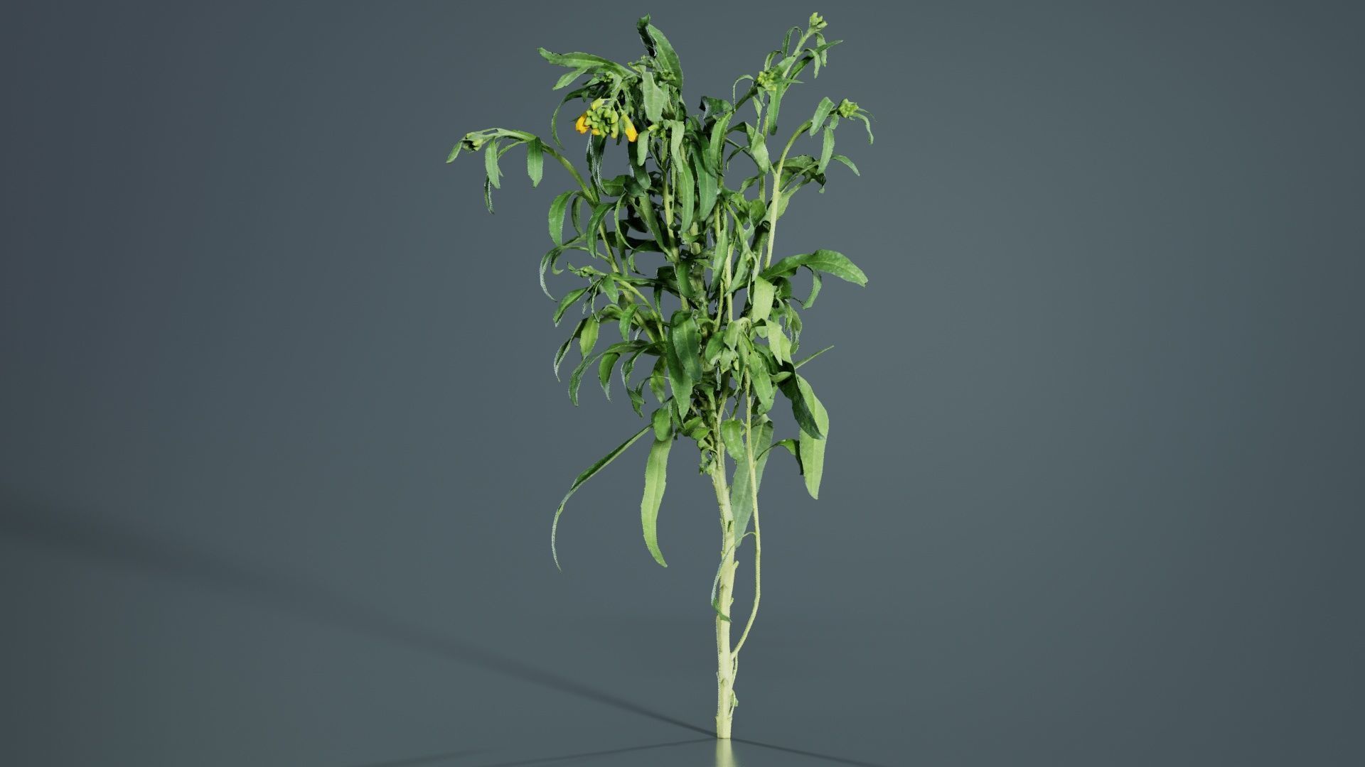 Aegean Garden Wallflower Erysimum Cheiri Low-poly 3D model_5