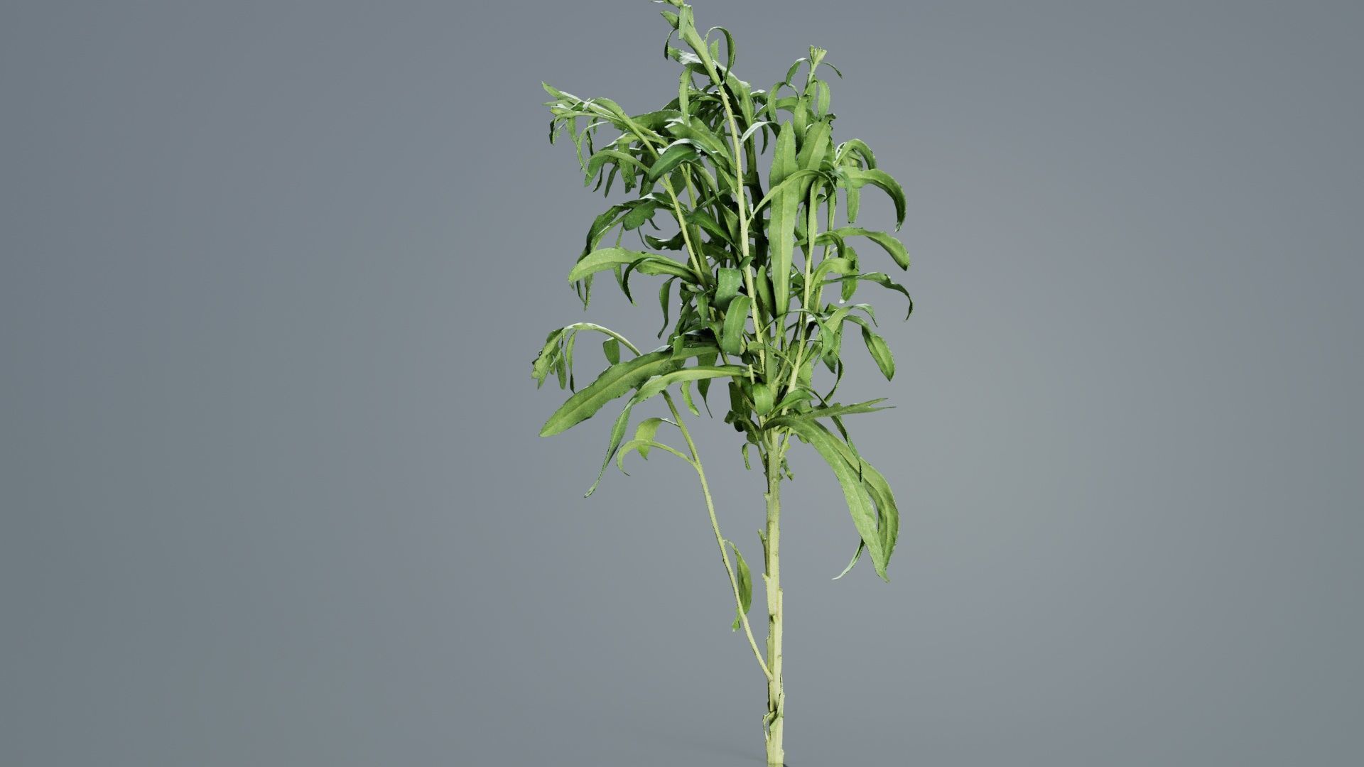 Aegean Garden Wallflower Erysimum Cheiri Low-poly 3D model_1