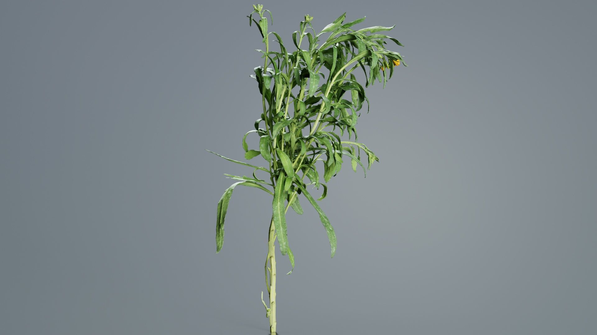 Aegean Garden Wallflower Erysimum Cheiri Low-poly 3D model_7