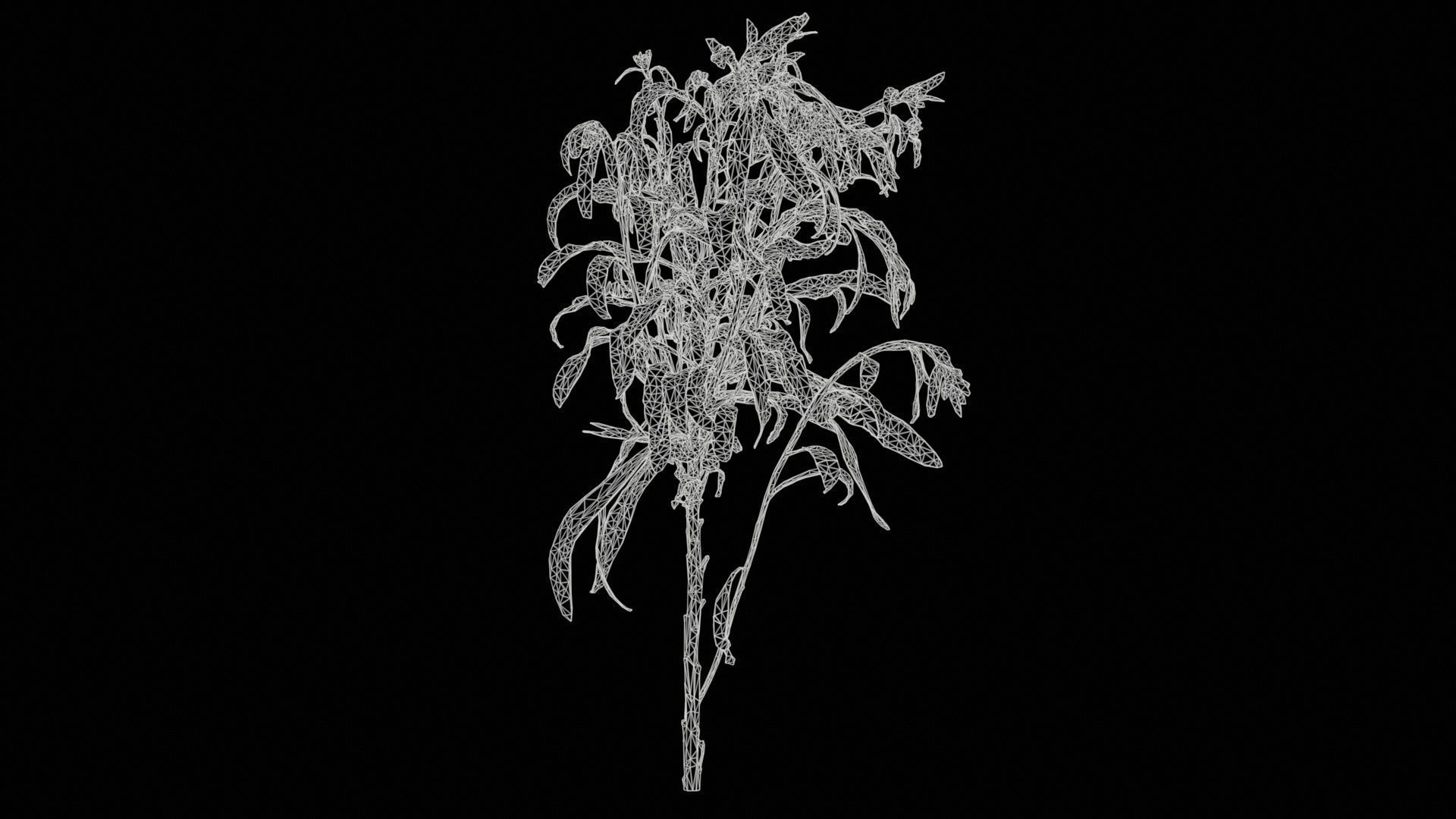 Aegean Garden Wallflower Erysimum Cheiri Low-poly 3D model_11