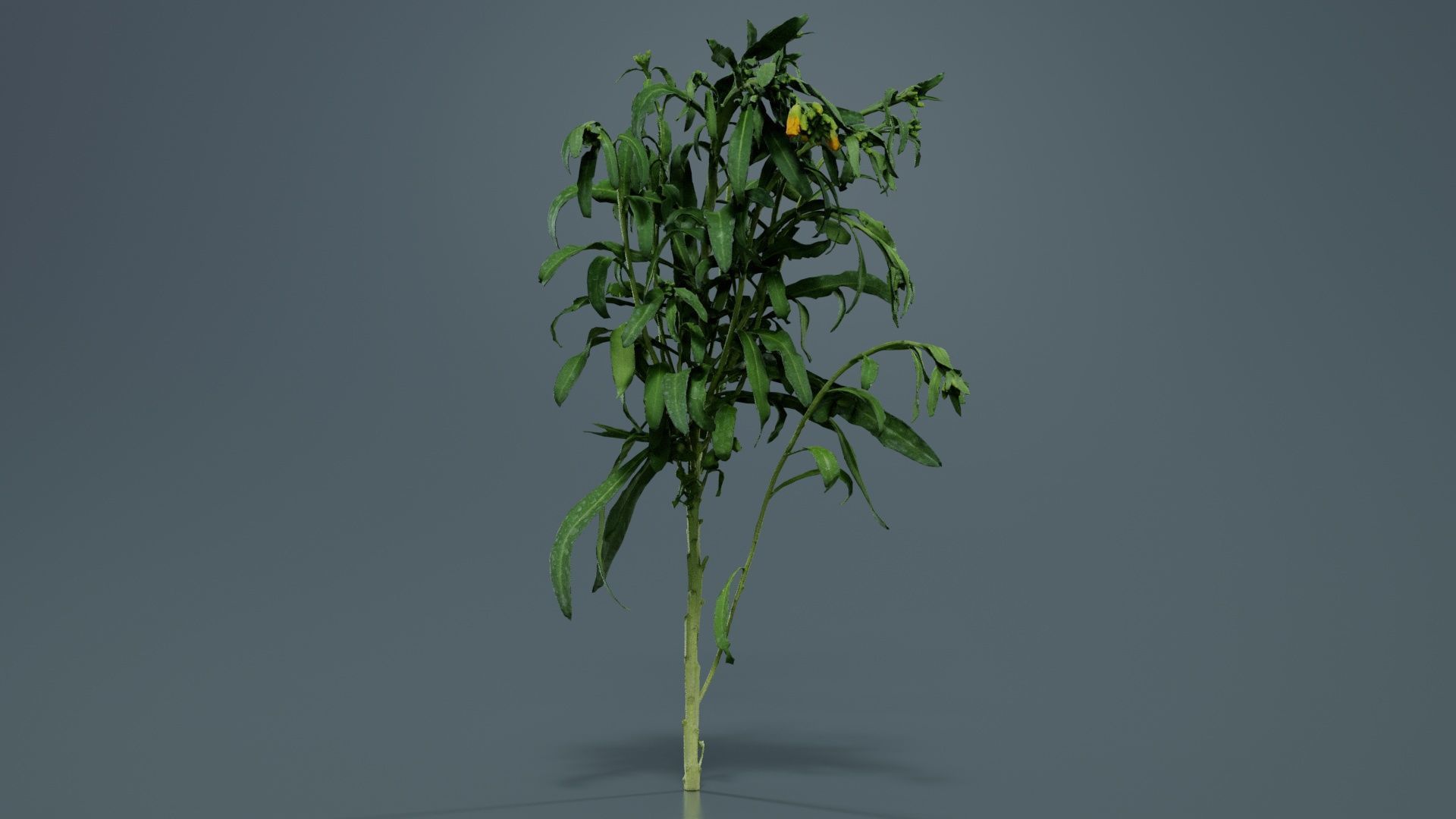 Aegean Garden Wallflower Erysimum Cheiri Low-poly 3D model_8