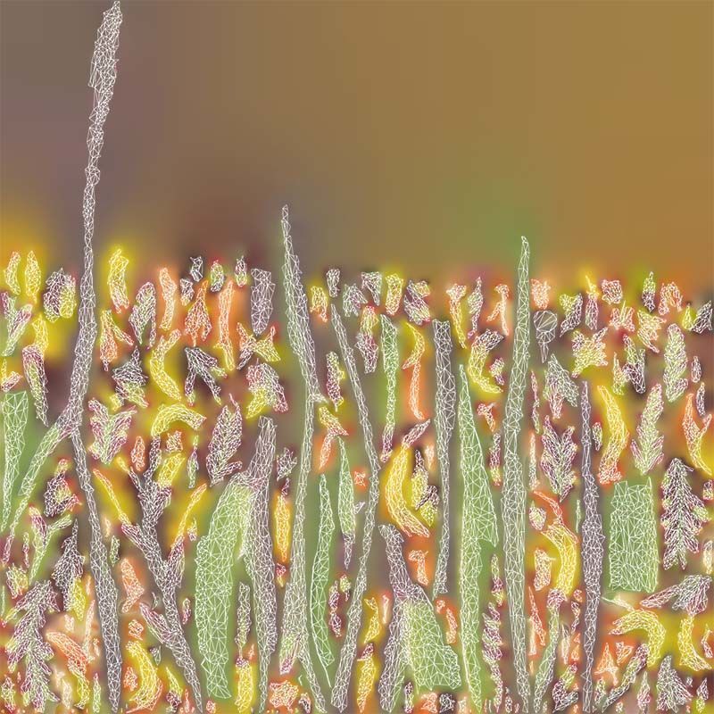 African Flag Cornflag Chasmanthe Floribunda Low-poly 3D model_14