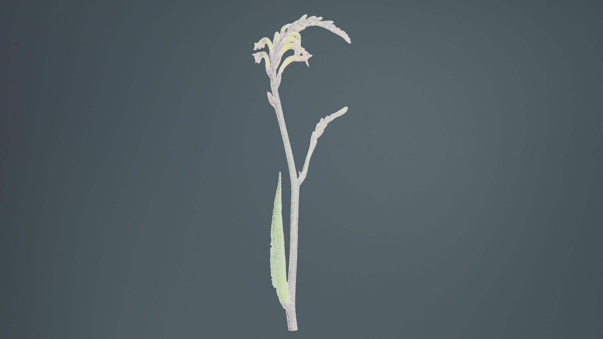 African Flag Cornflag Chasmanthe Floribunda Low-poly 3D model_9