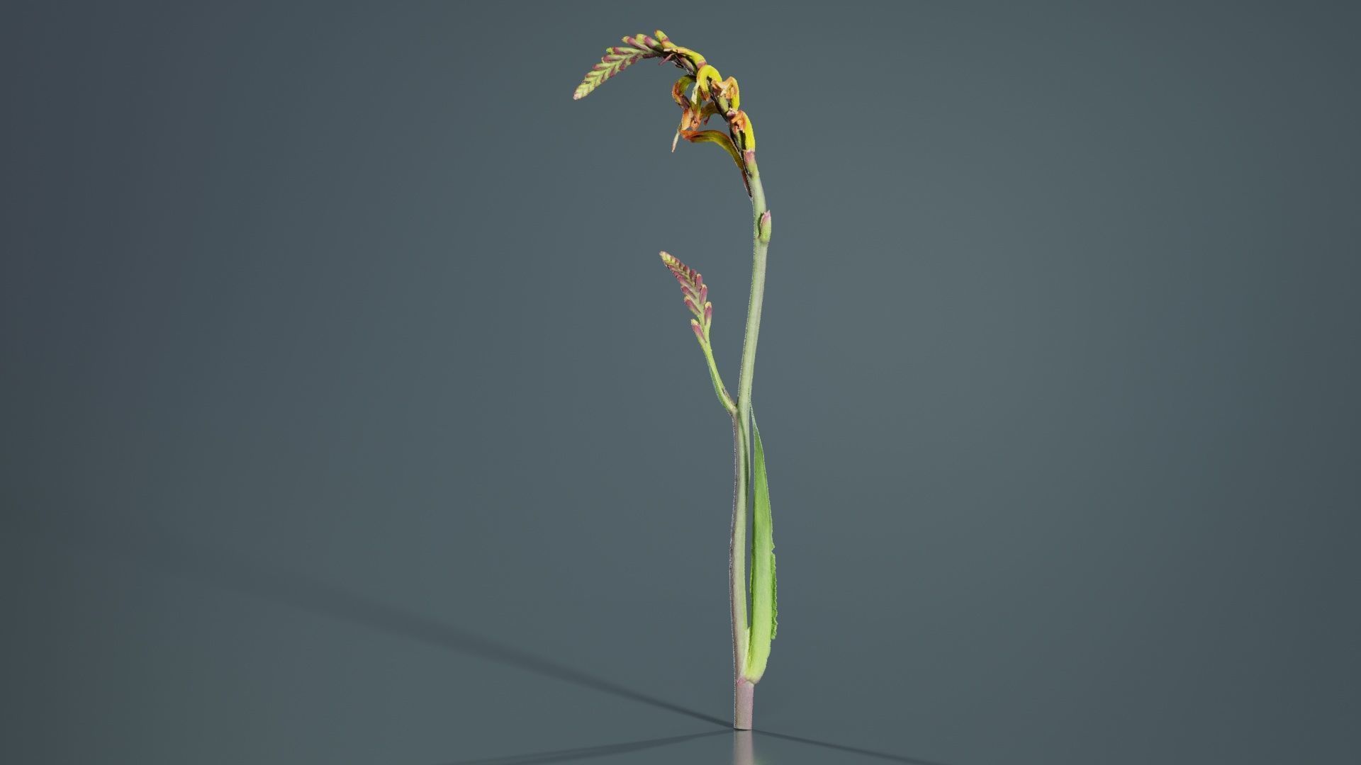 African Flag Cornflag Chasmanthe Floribunda Low-poly 3D model_6