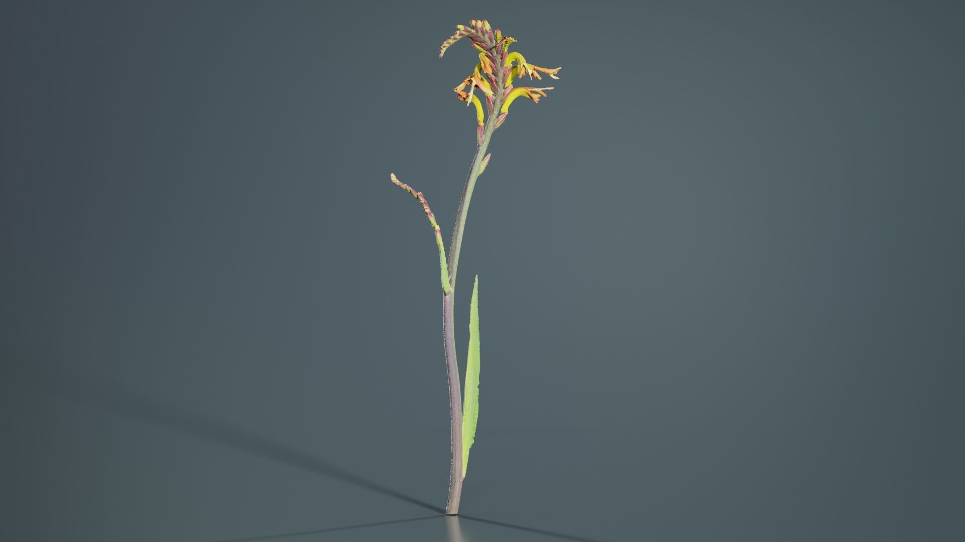 African Flag Cornflag Chasmanthe Floribunda Low-poly 3D model_2