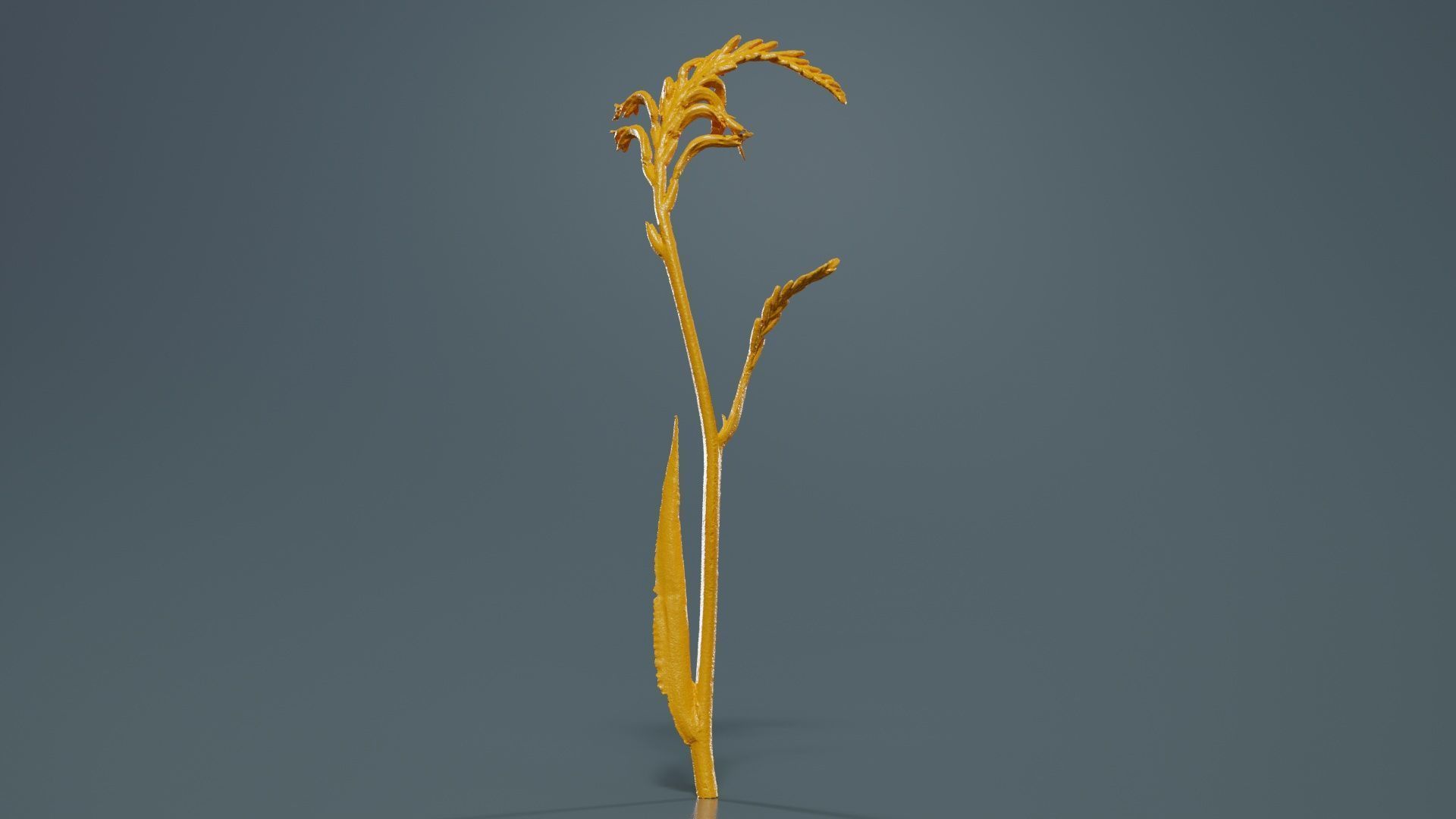 African Flag Cornflag Chasmanthe Floribunda Low-poly 3D model_12