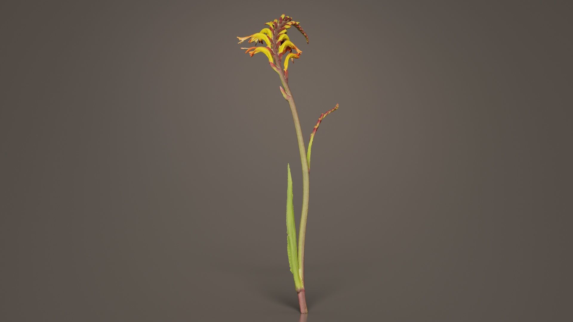 African Flag Cornflag Chasmanthe Floribunda Low-poly 3D model_8