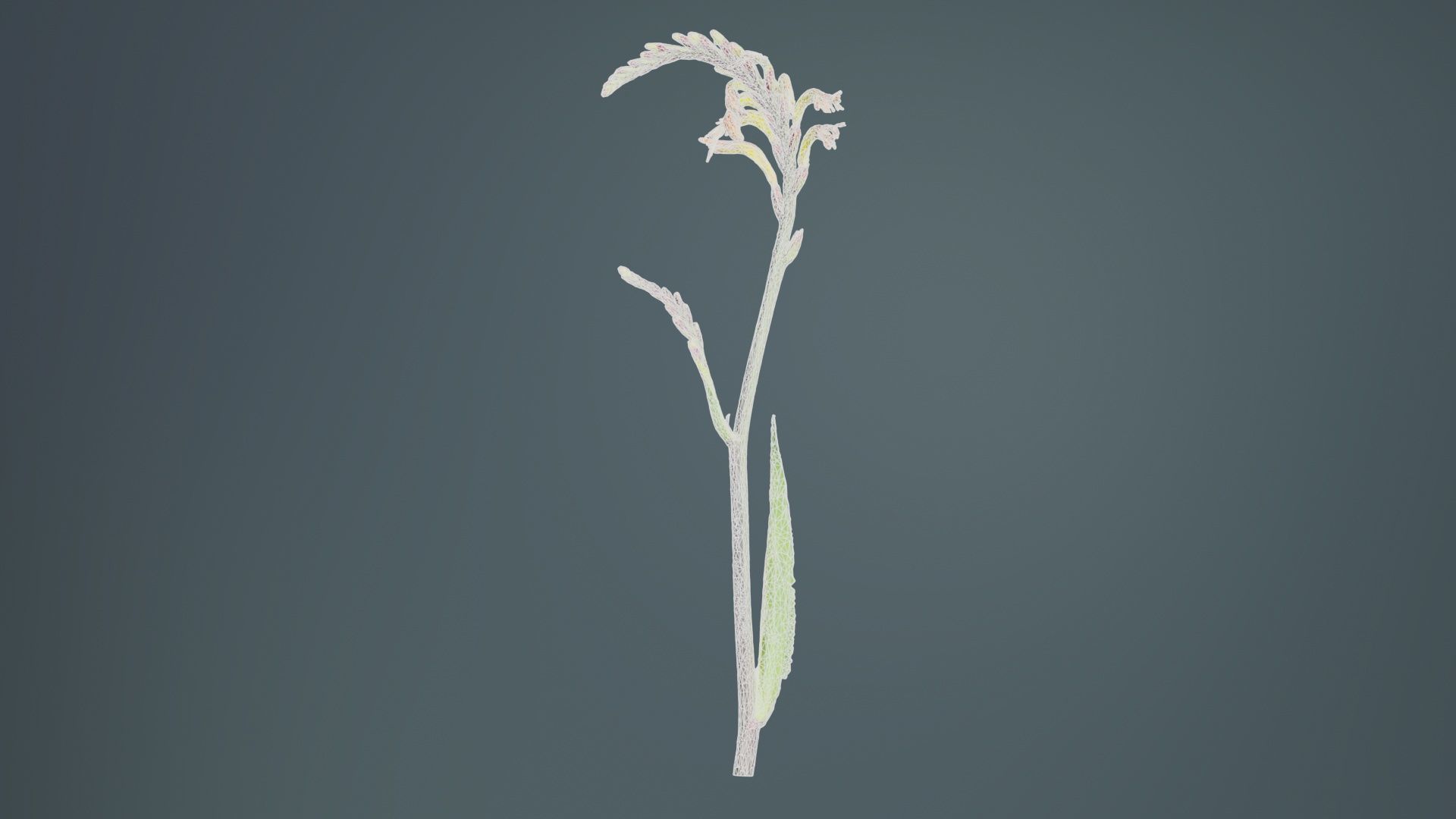 African Flag Cornflag Chasmanthe Floribunda Low-poly 3D model_10