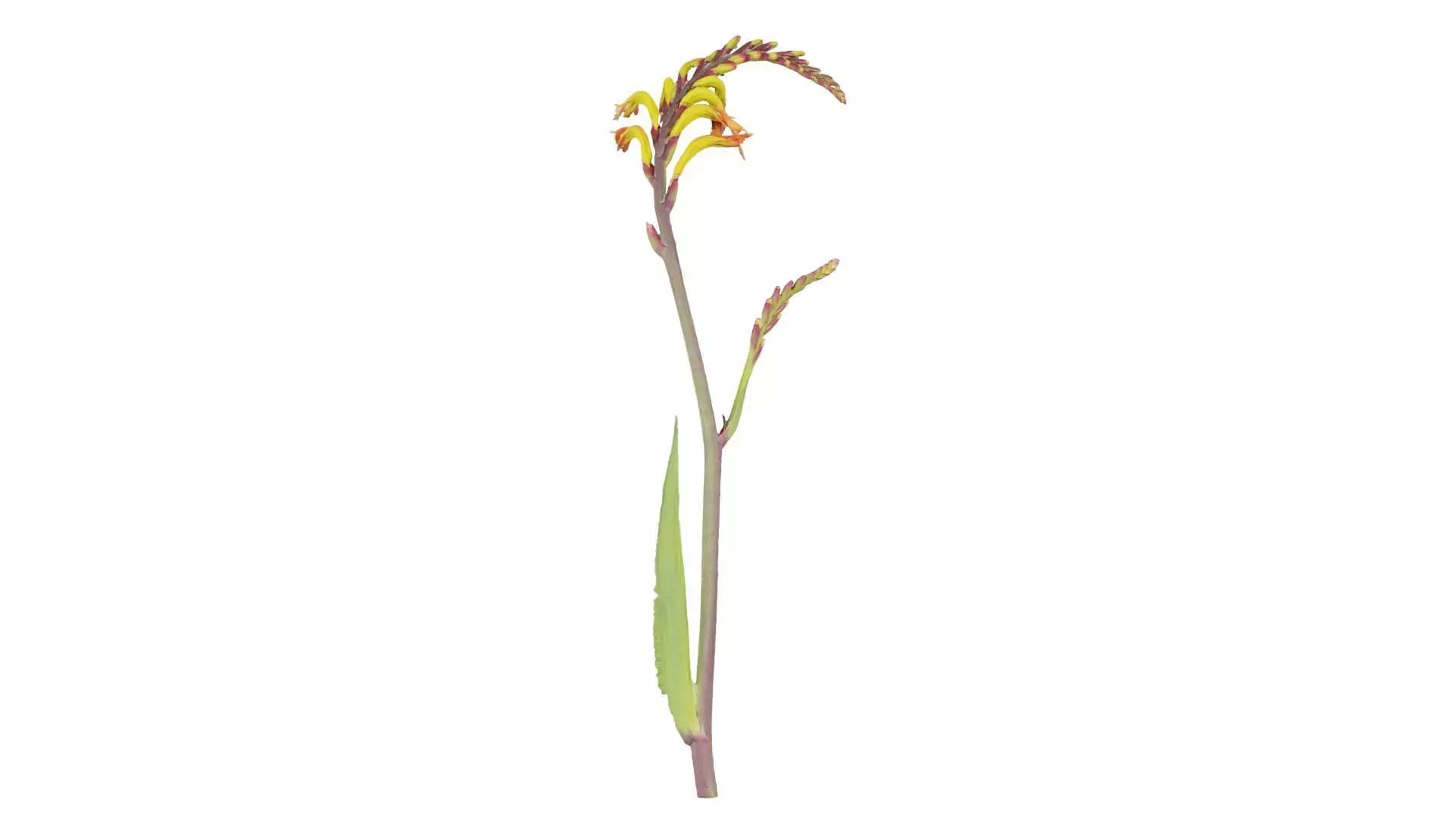 African Flag Cornflag Chasmanthe Floribunda Low-poly 3D model_0