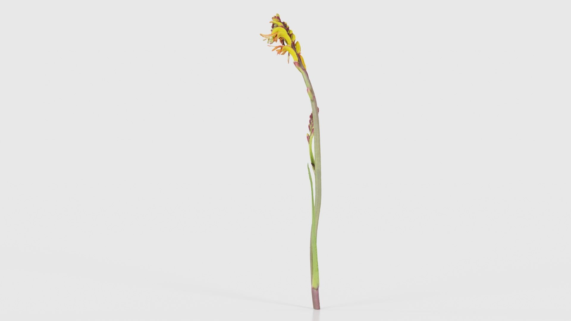 African Flag Cornflag Chasmanthe Floribunda Low-poly 3D model_18