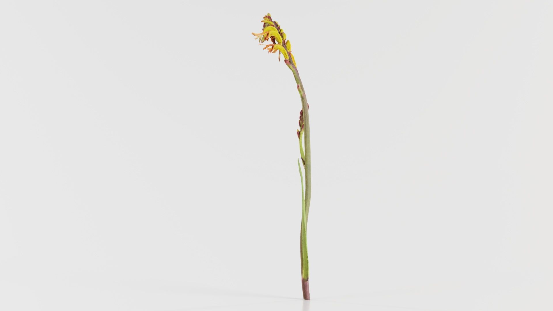 African Flag Cornflag Chasmanthe Floribunda Low-poly 3D model_4