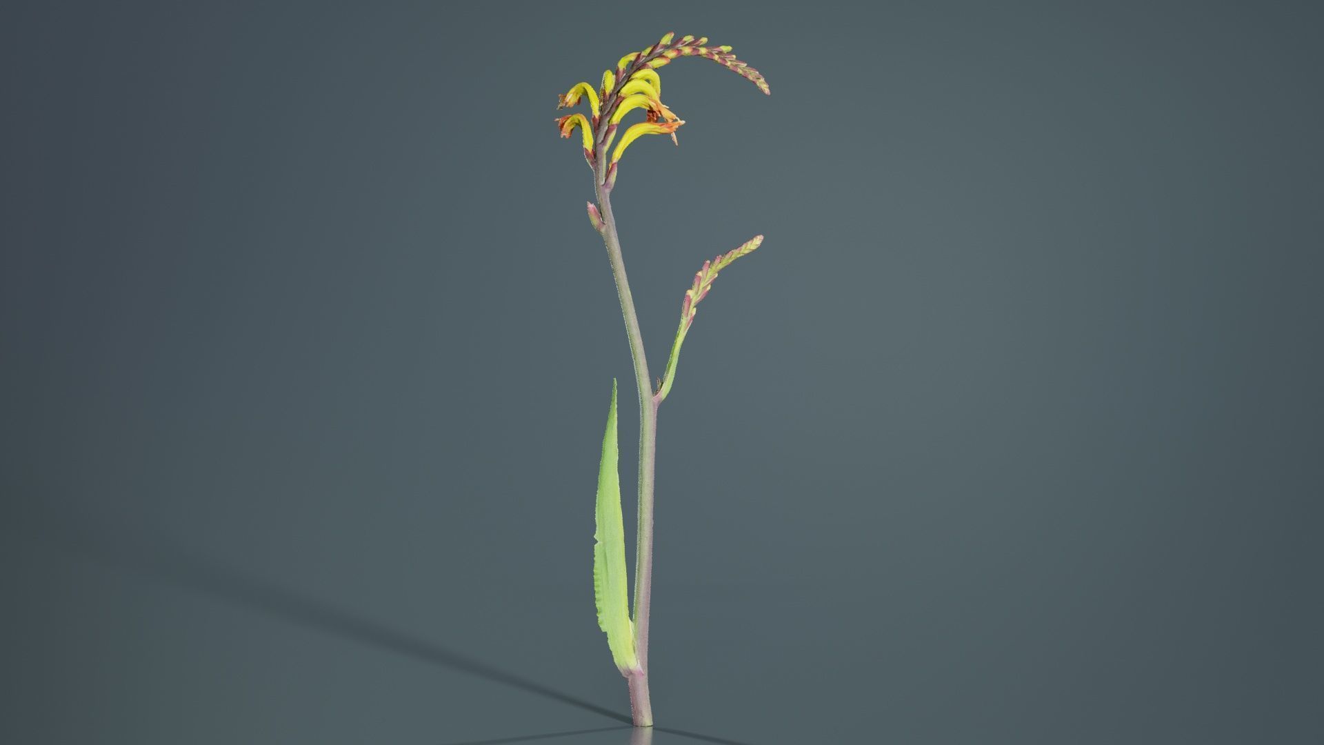 African Flag Cornflag Chasmanthe Floribunda Low-poly 3D model_1