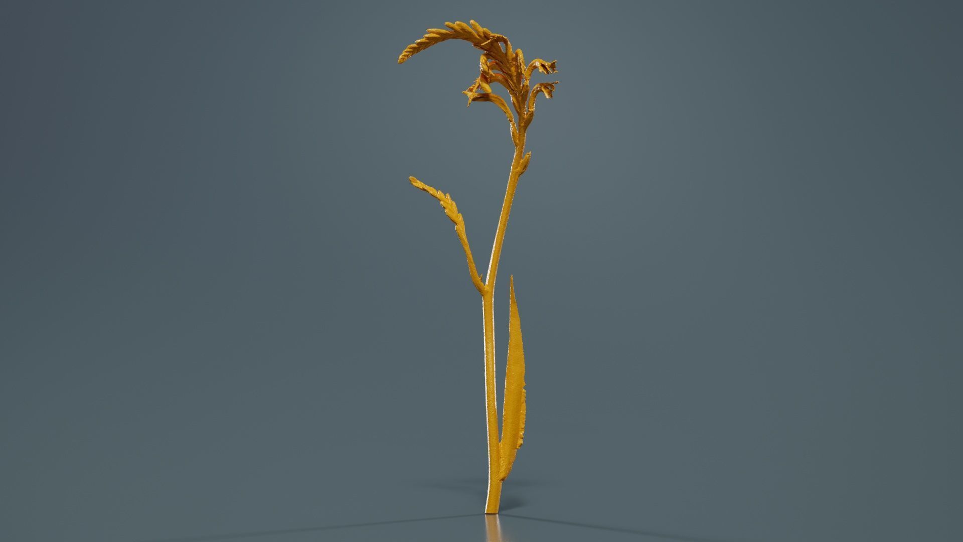 African Flag Cornflag Chasmanthe Floribunda Low-poly 3D model_13