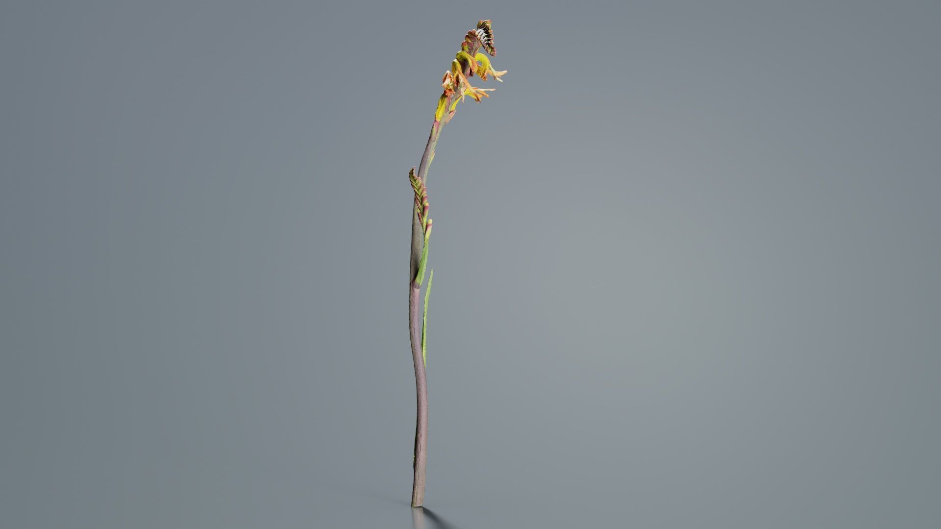 African Flag Cornflag Chasmanthe Floribunda Low-poly 3D model_3