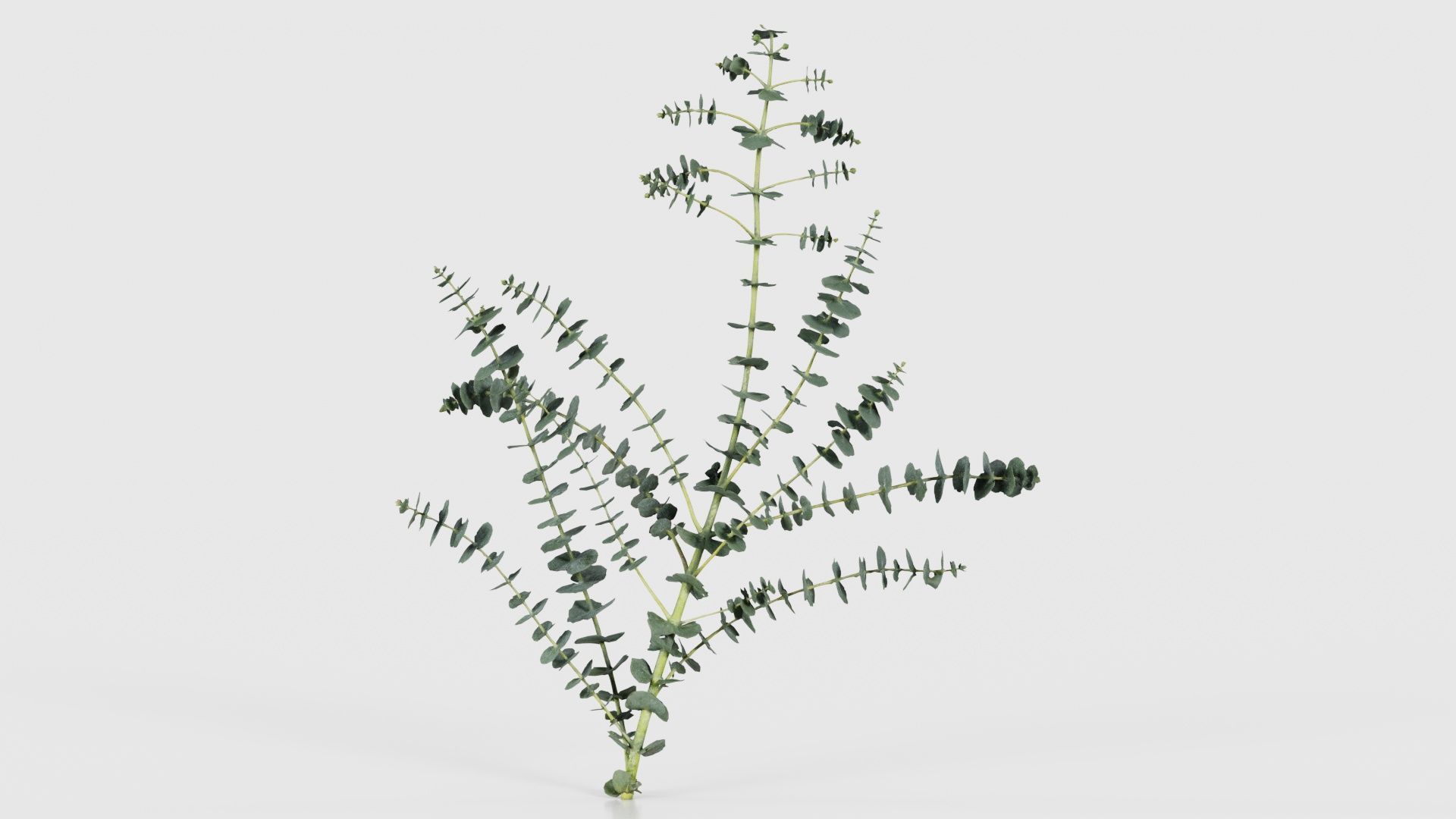 Apple Snow Cider Gum Eucalyptus Gunnii Low-poly 3D model_15