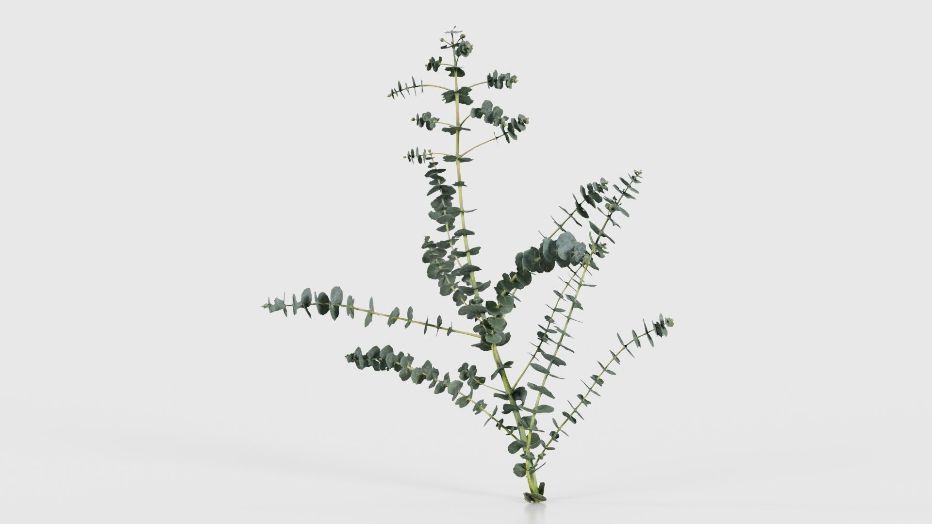 Apple Snow Cider Gum Eucalyptus Gunnii Low-poly 3D model_20