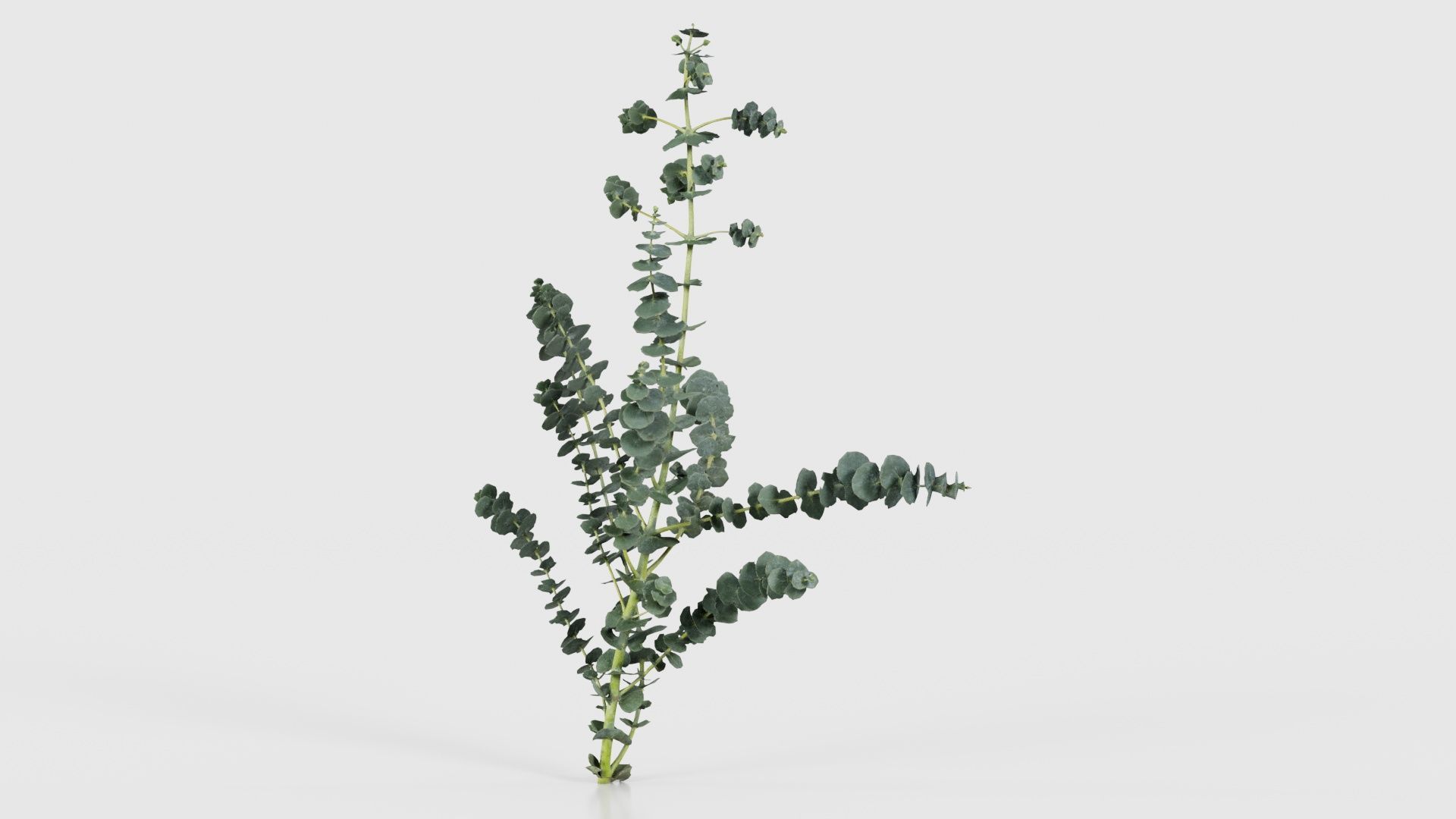 Apple Snow Cider Gum Eucalyptus Gunnii Low-poly 3D model_25