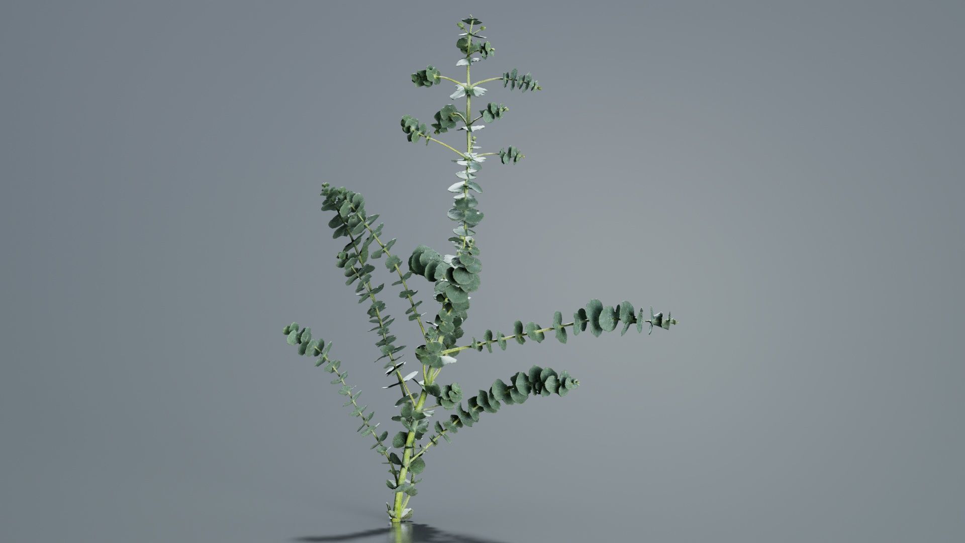 Apple Snow Cider Gum Eucalyptus Gunnii Low-poly 3D model_1