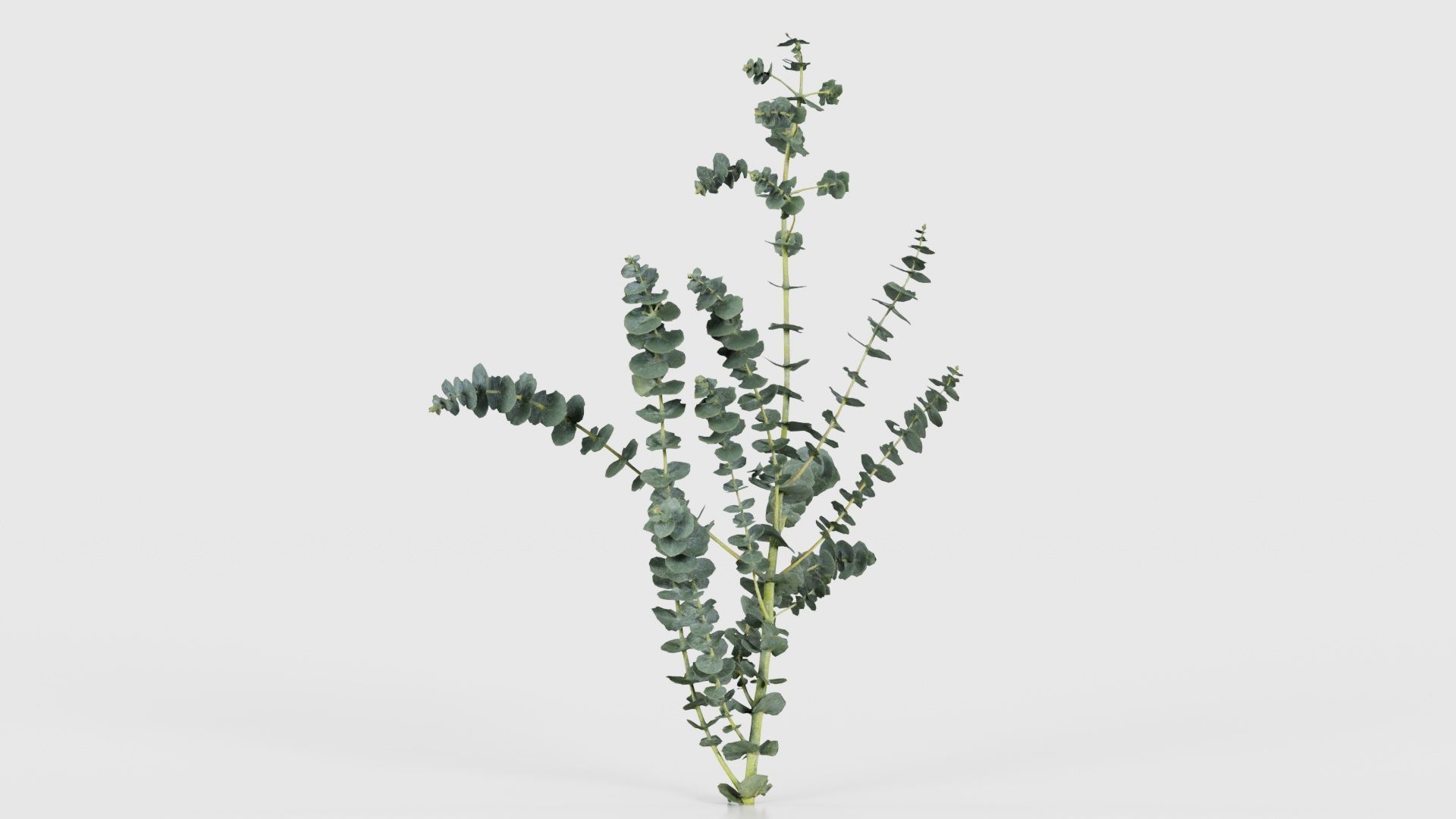 Apple Snow Cider Gum Eucalyptus Gunnii Low-poly 3D model_17