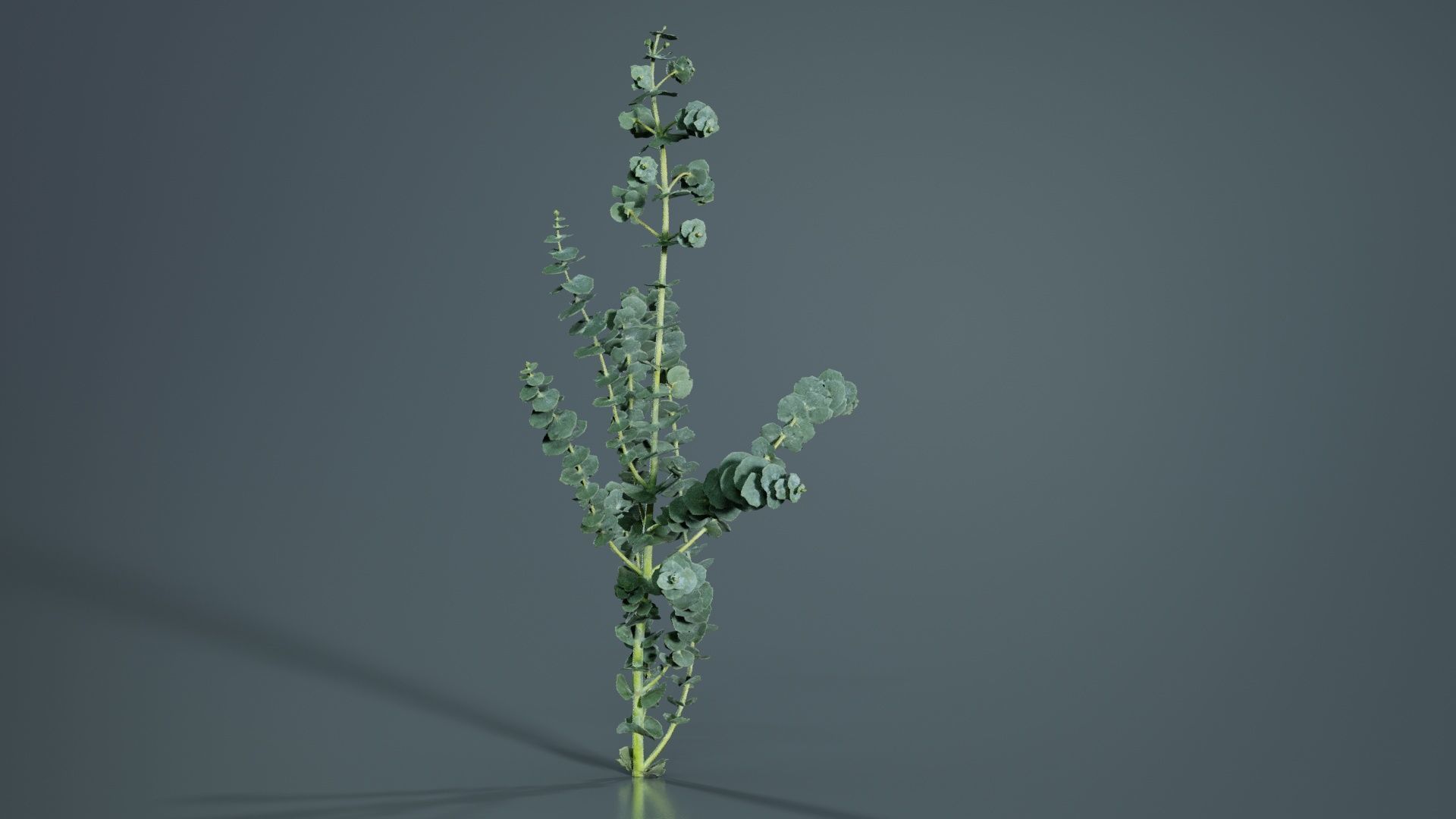 Apple Snow Cider Gum Eucalyptus Gunnii Low-poly 3D model_5