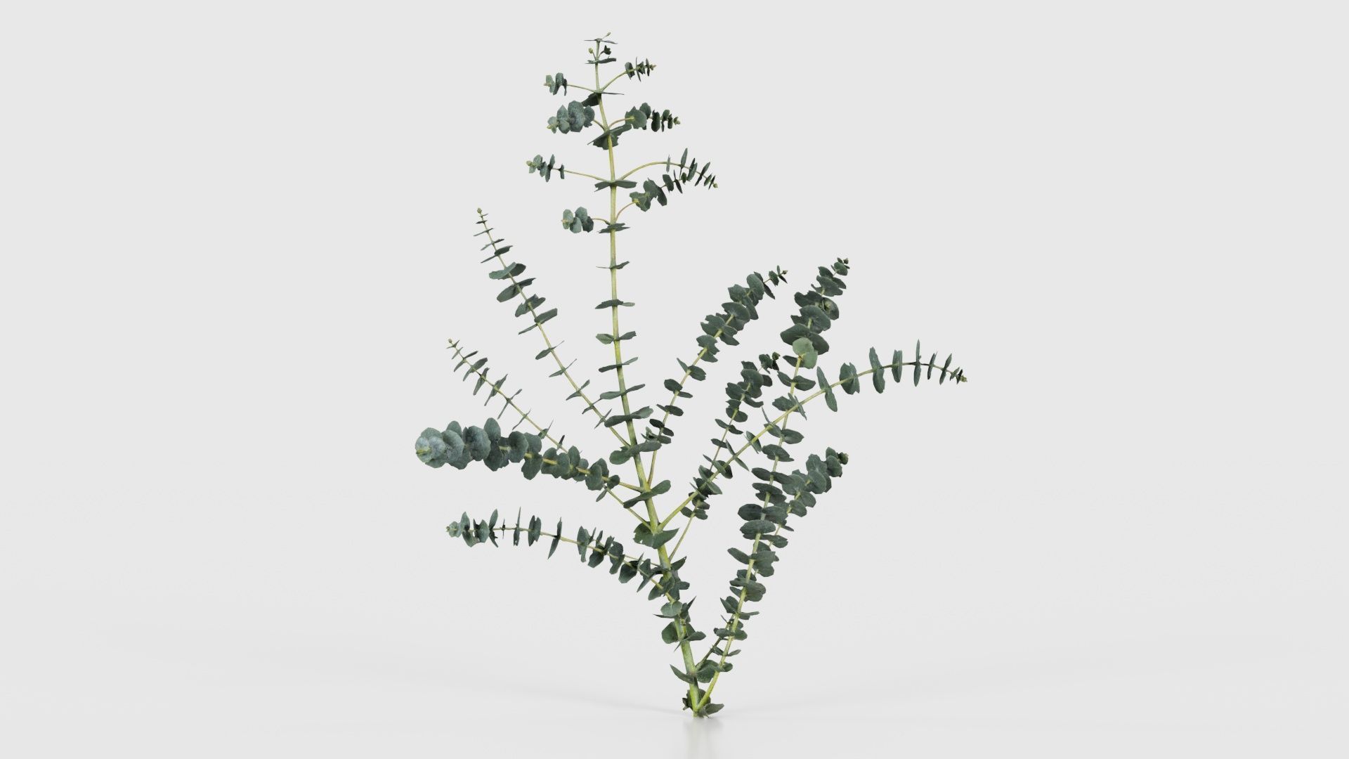 Apple Snow Cider Gum Eucalyptus Gunnii Low-poly 3D model_22