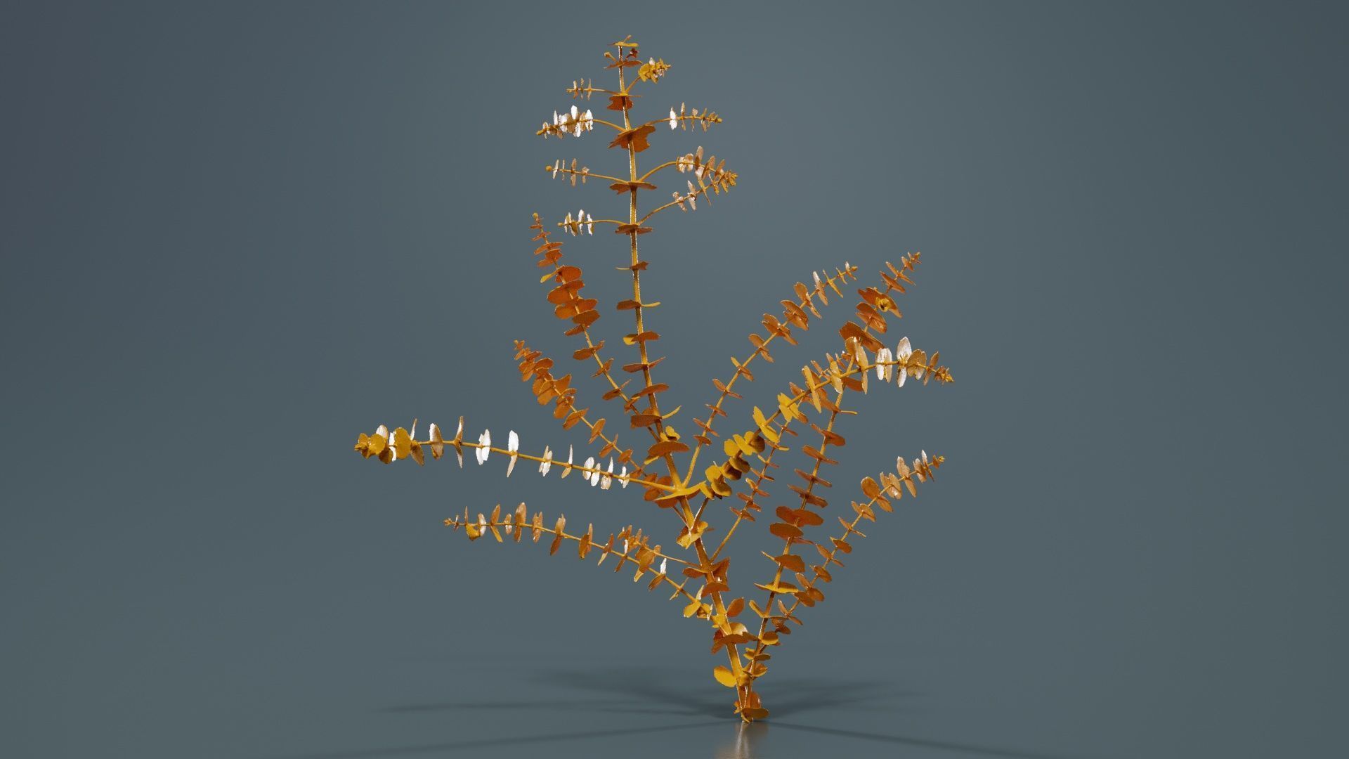 Apple Snow Cider Gum Eucalyptus Gunnii Low-poly 3D model_13