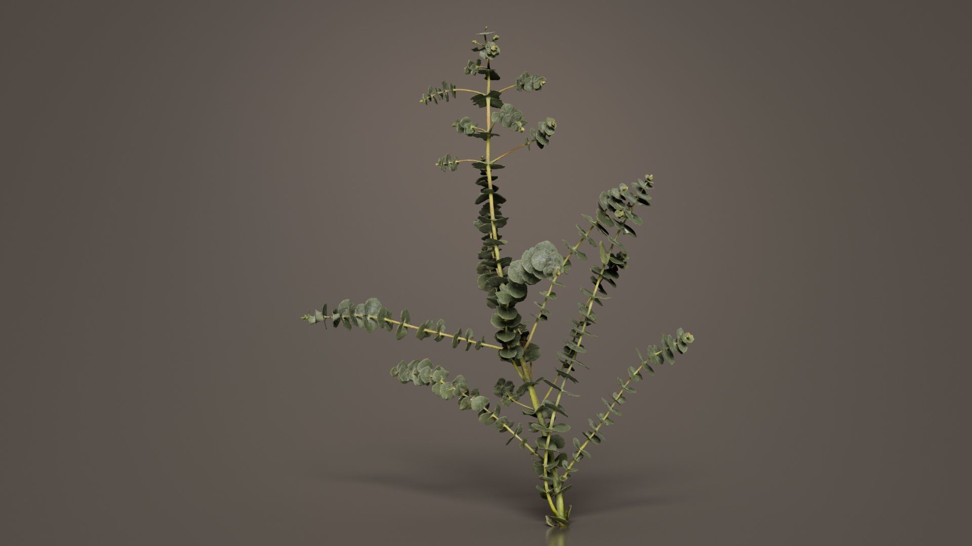 Apple Snow Cider Gum Eucalyptus Gunnii Low-poly 3D model_4