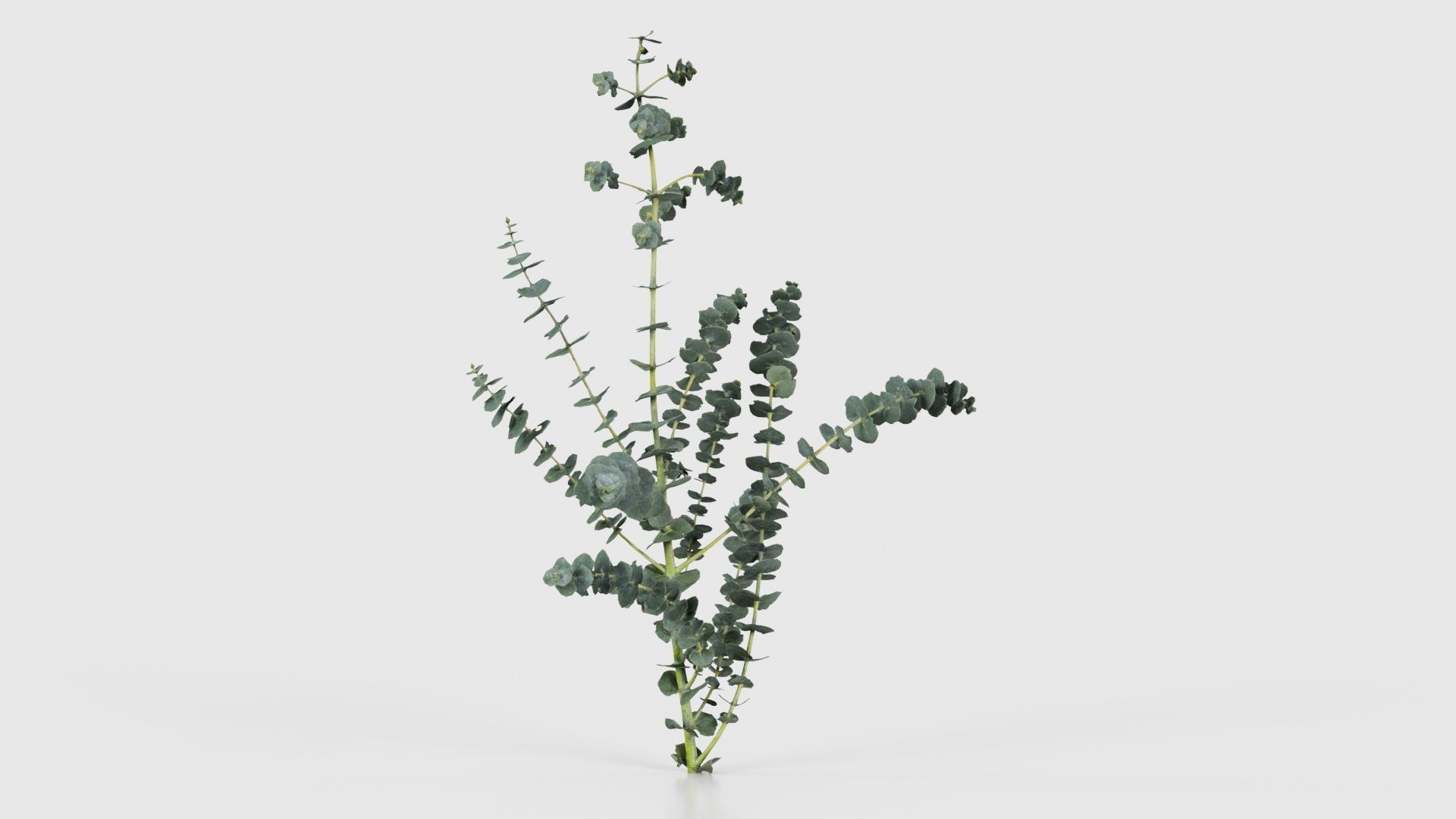 Apple Snow Cider Gum Eucalyptus Gunnii Low-poly 3D model_23