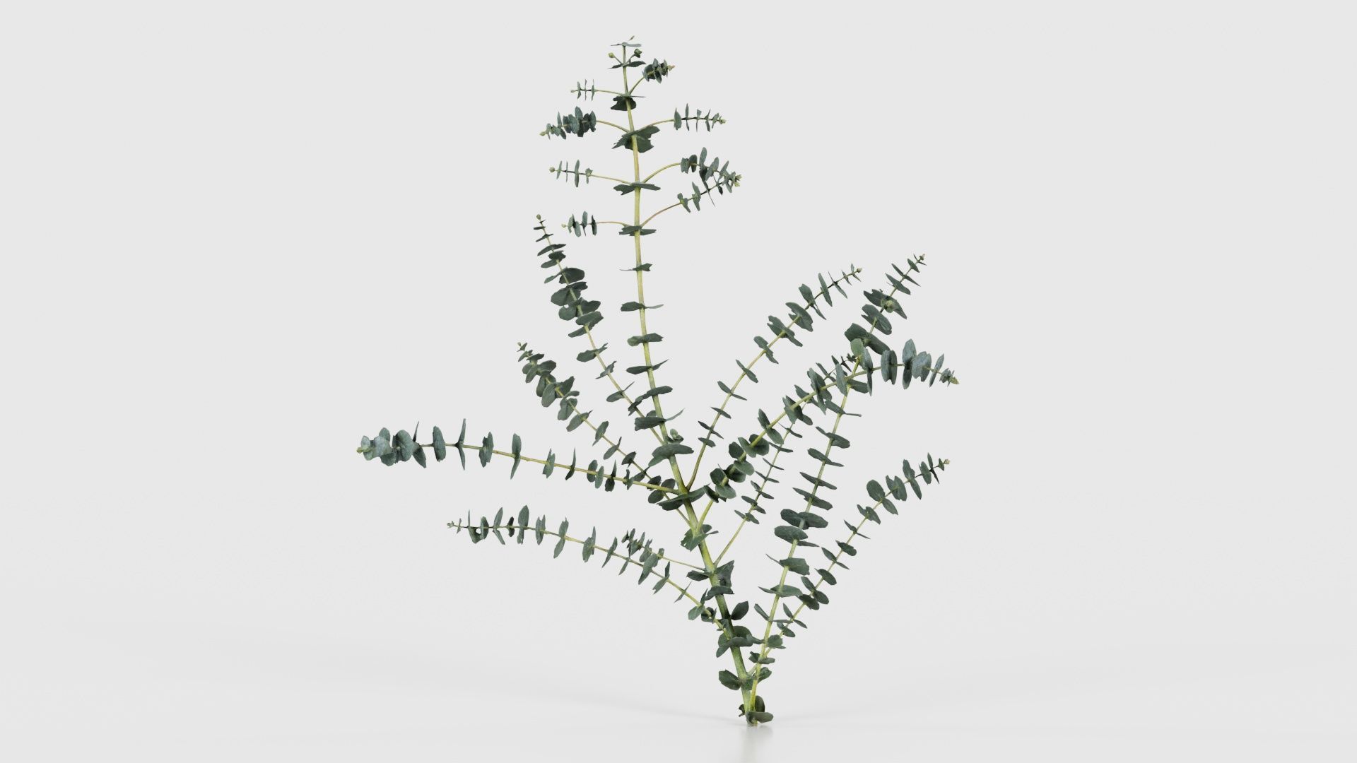 Apple Snow Cider Gum Eucalyptus Gunnii Low-poly 3D model_21