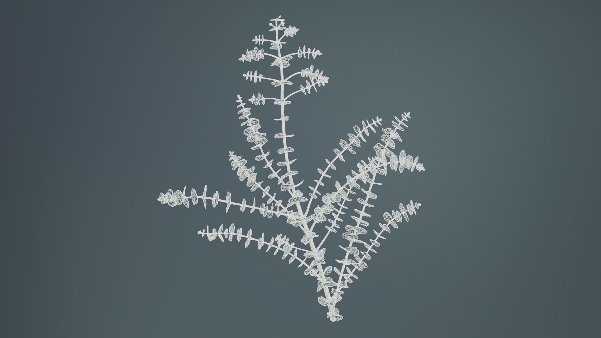 Apple Snow Cider Gum Eucalyptus Gunnii Low-poly 3D model_10