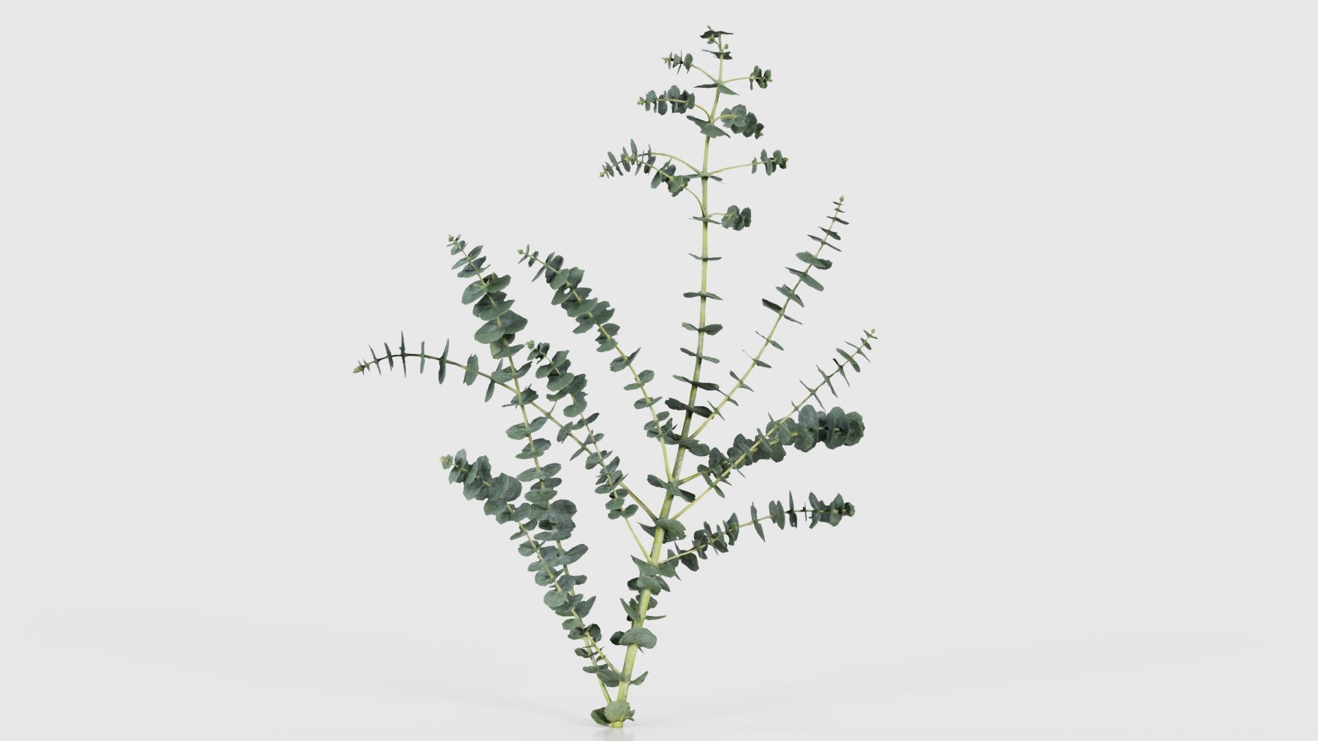 Apple Snow Cider Gum Eucalyptus Gunnii Low-poly 3D model_16