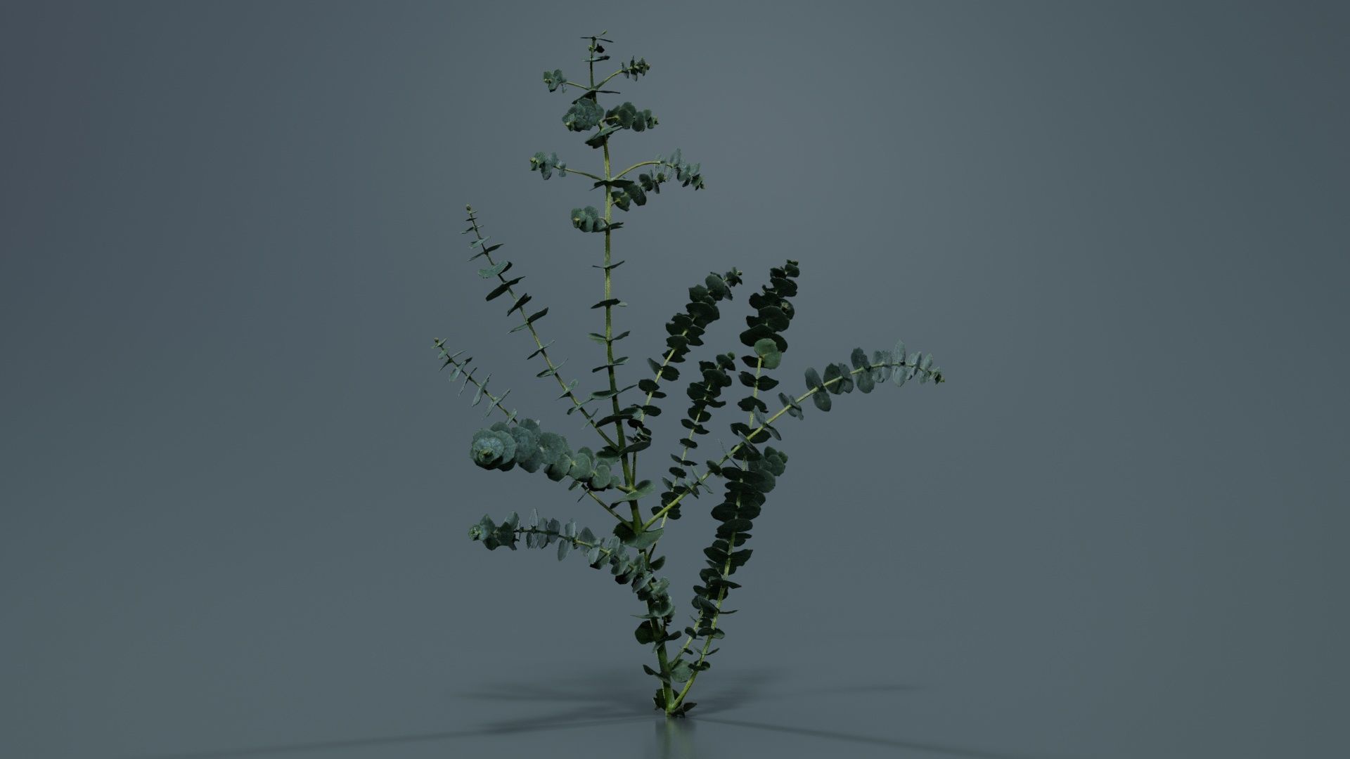 Apple Snow Cider Gum Eucalyptus Gunnii Low-poly 3D model_3