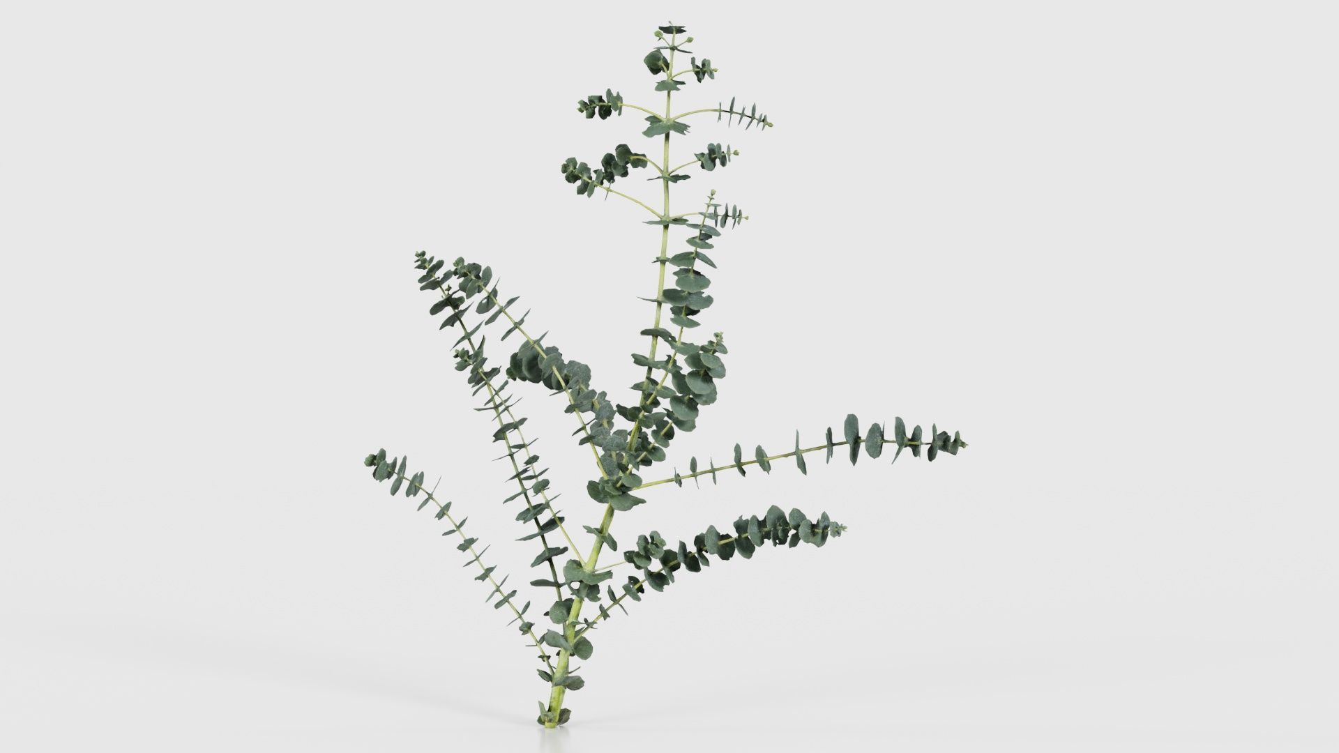 Apple Snow Cider Gum Eucalyptus Gunnii Low-poly 3D model_26