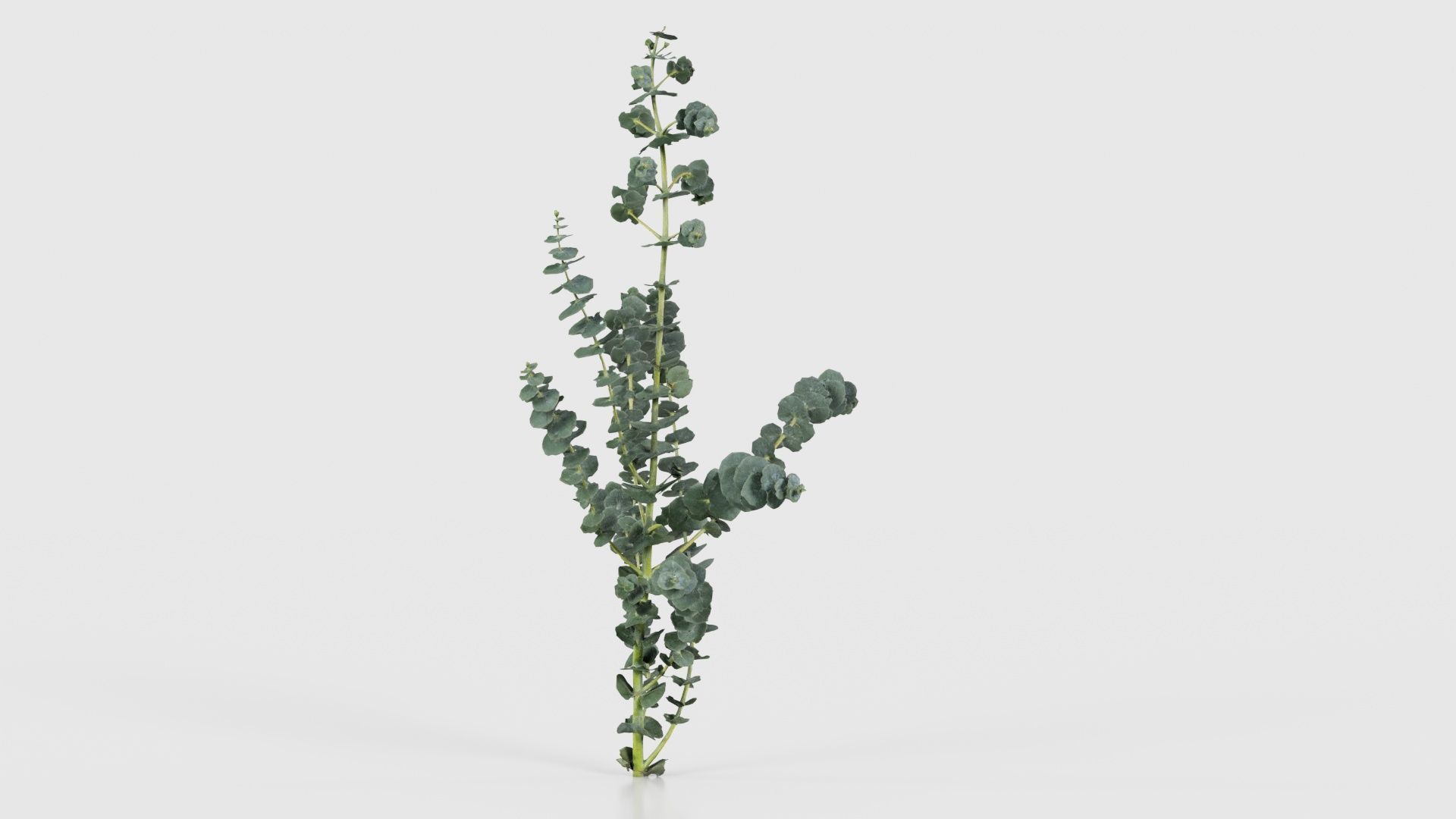 Apple Snow Cider Gum Eucalyptus Gunnii Low-poly 3D model_24