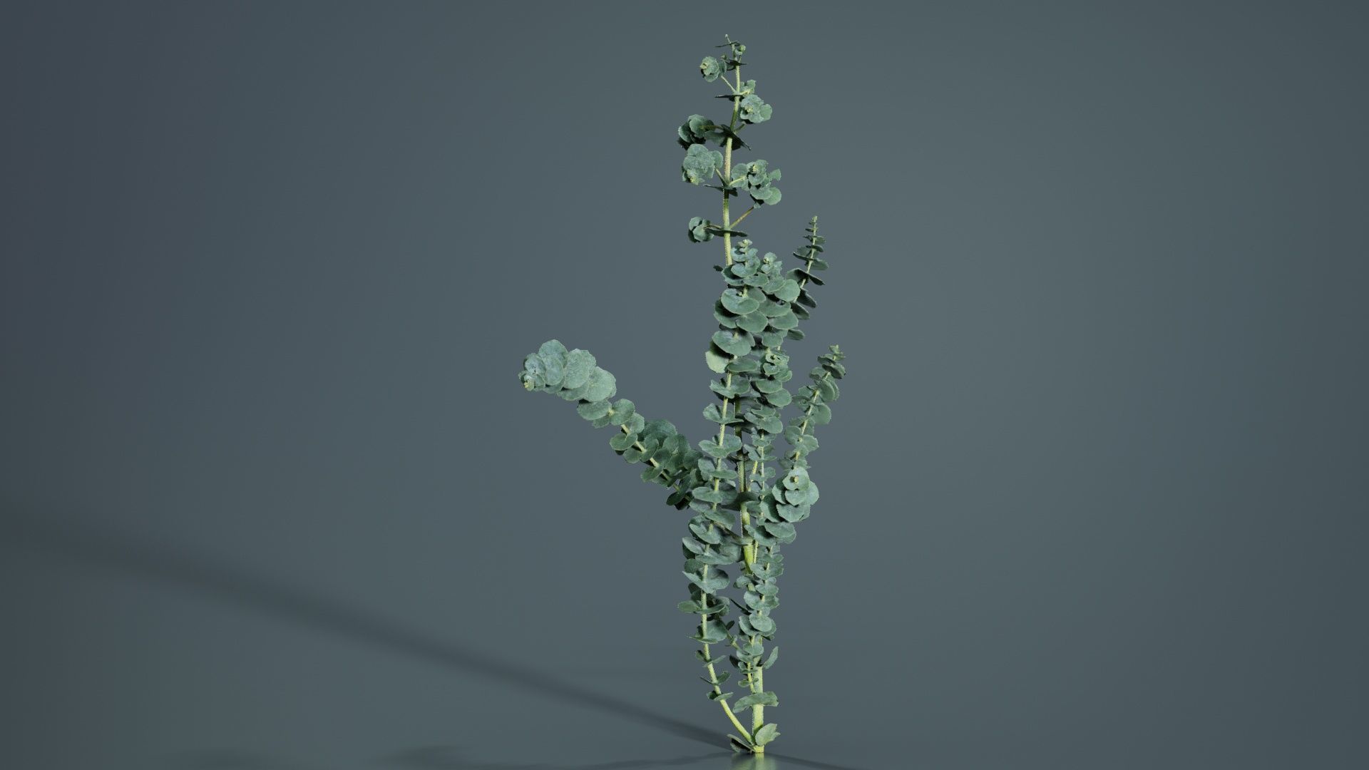 Apple Snow Cider Gum Eucalyptus Gunnii Low-poly 3D model_7