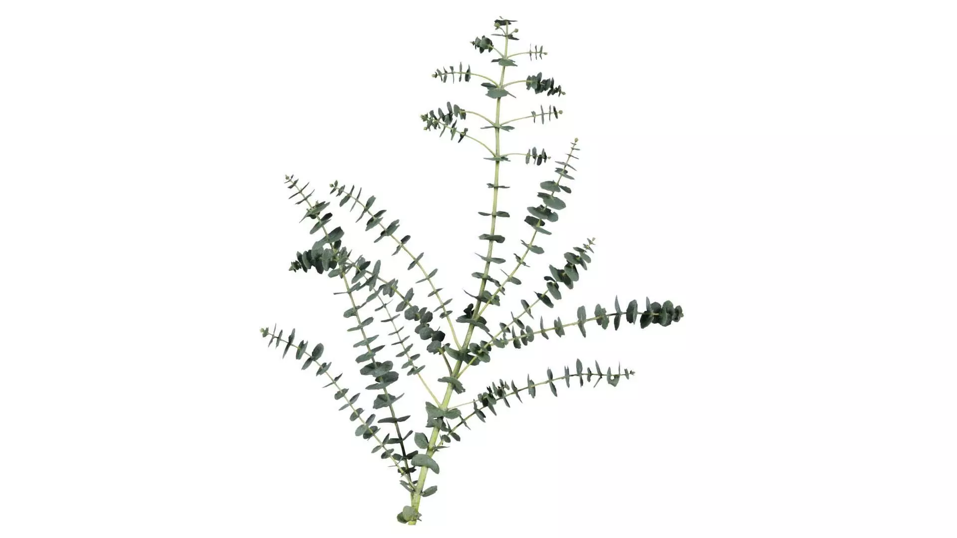 Apple Snow Cider Gum Eucalyptus Gunnii Low-poly 3D model_0