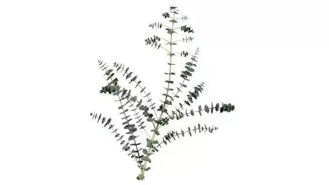 Apple Snow Cider Gum Eucalyptus Gunnii Low-poly 3D model Apple Snow Cider Gum Eucalyptus Gunnii Low-poly 3D model