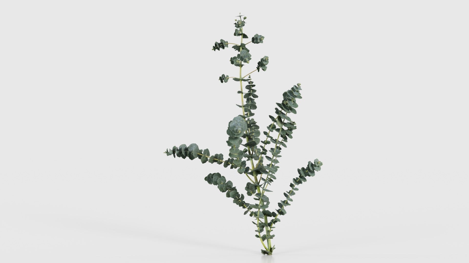 Apple Snow Cider Gum Eucalyptus Gunnii Low-poly 3D model_19