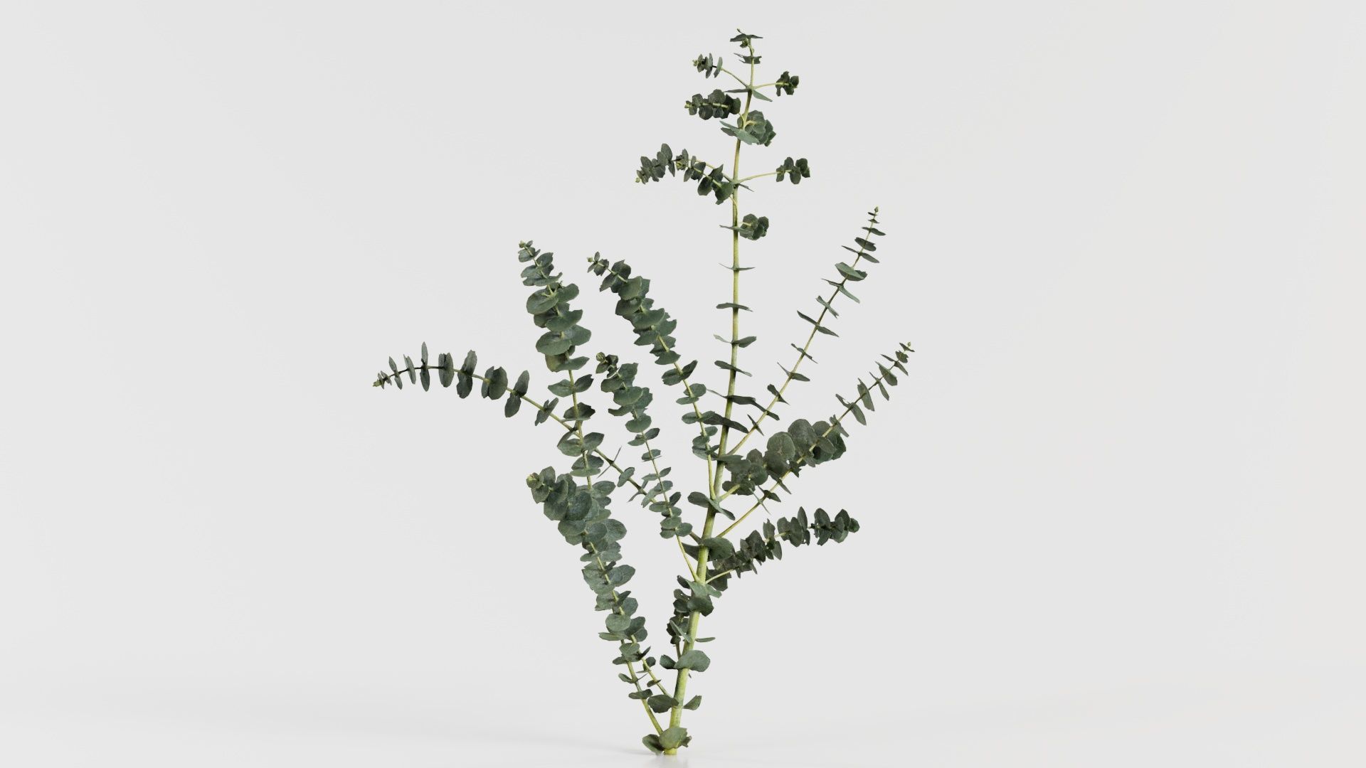 Apple Snow Cider Gum Eucalyptus Gunnii Low-poly 3D model_2