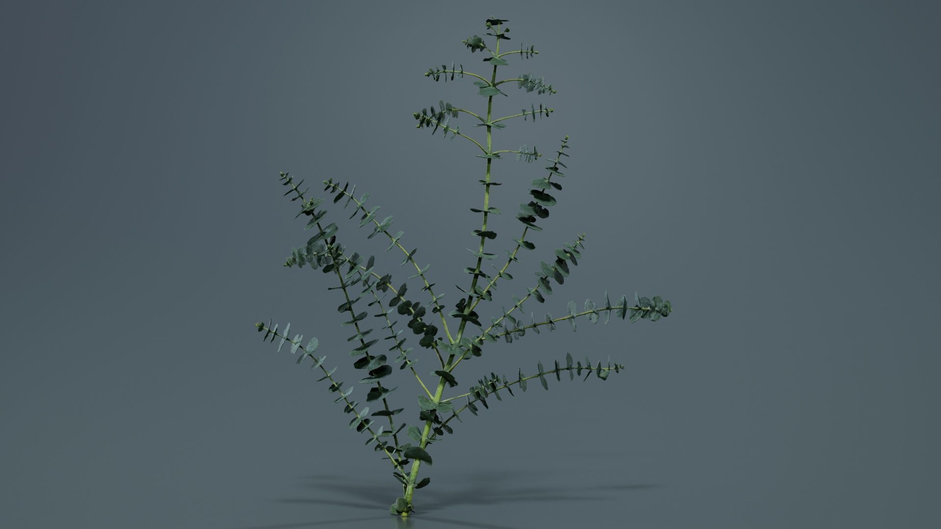 Apple Snow Cider Gum Eucalyptus Gunnii Low-poly 3D model_6