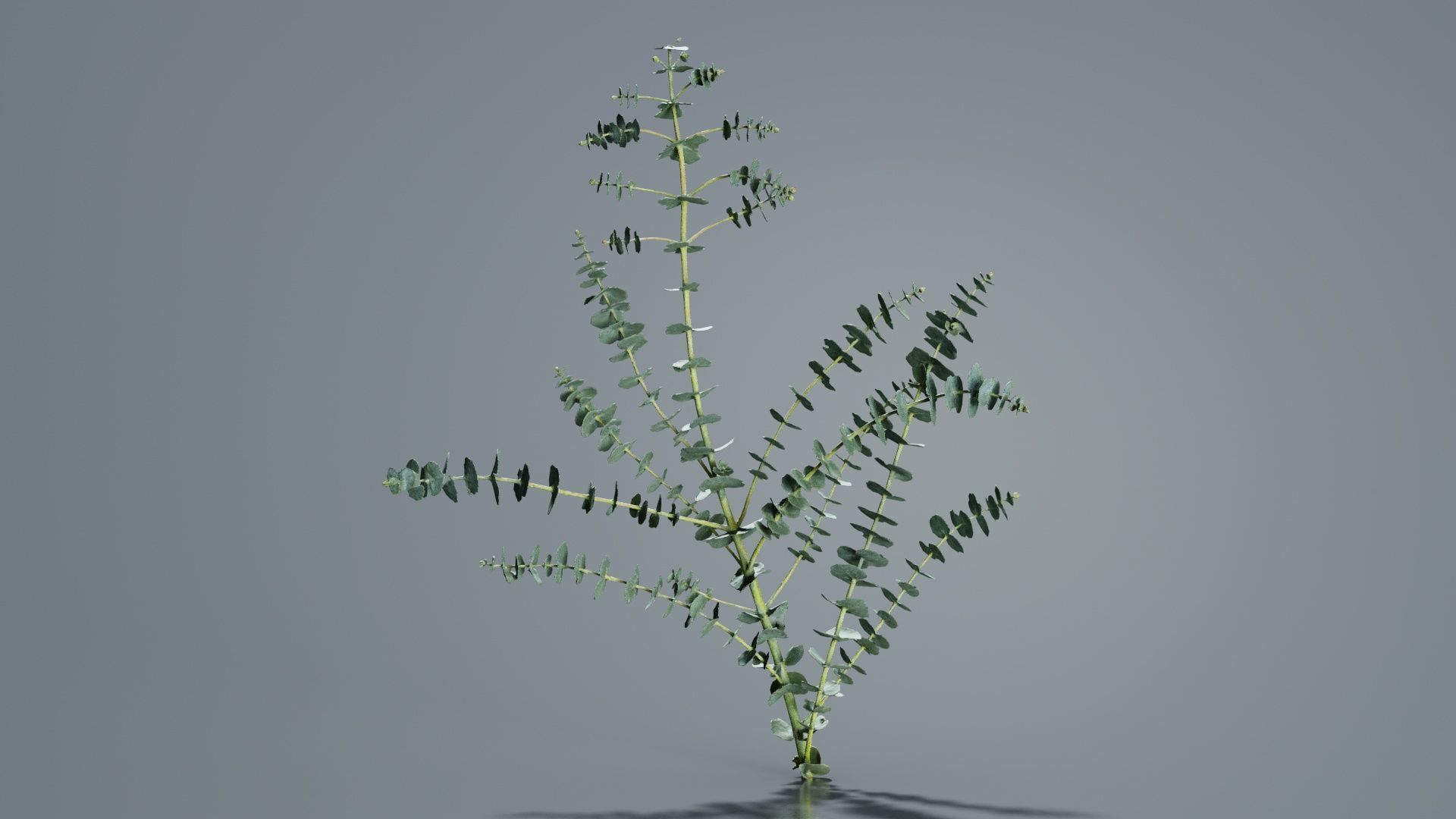 Apple Snow Cider Gum Eucalyptus Gunnii Low-poly 3D model_8